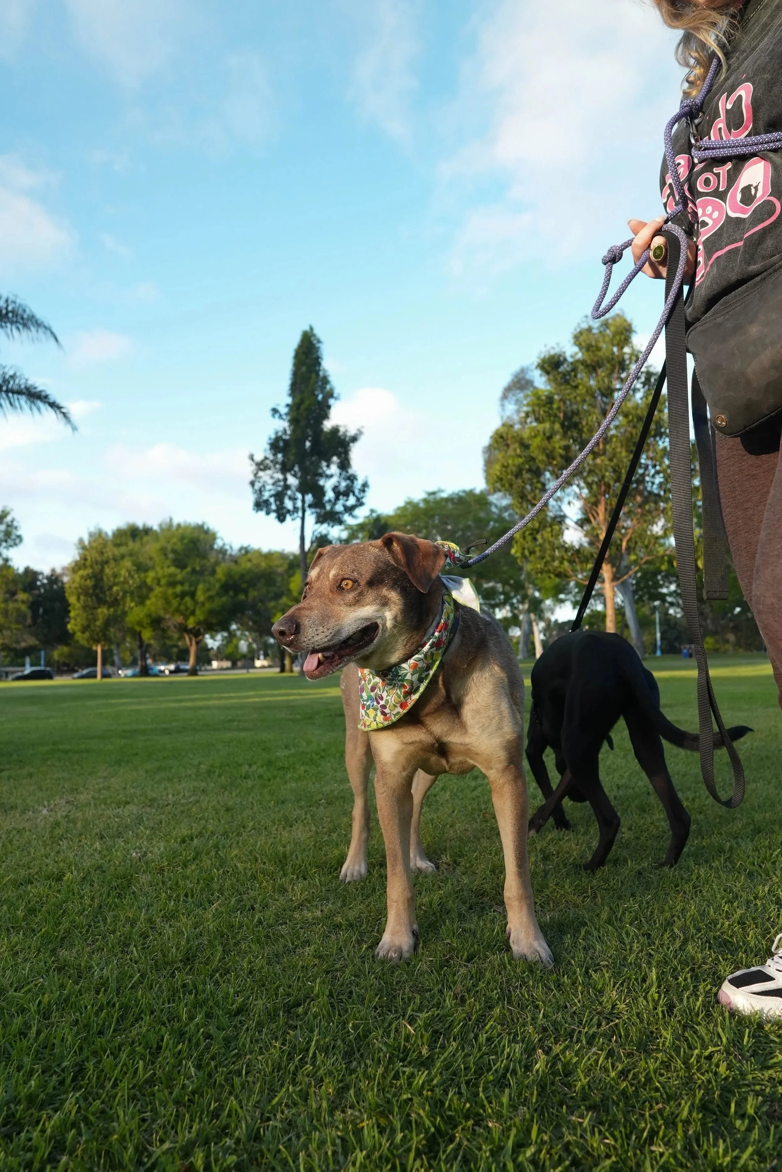 A dog with a bandana around its neck standing on a grassy field in a park, with trees and a blue sky in the background, and part of a person holding the dog's leash visible on the right side.
