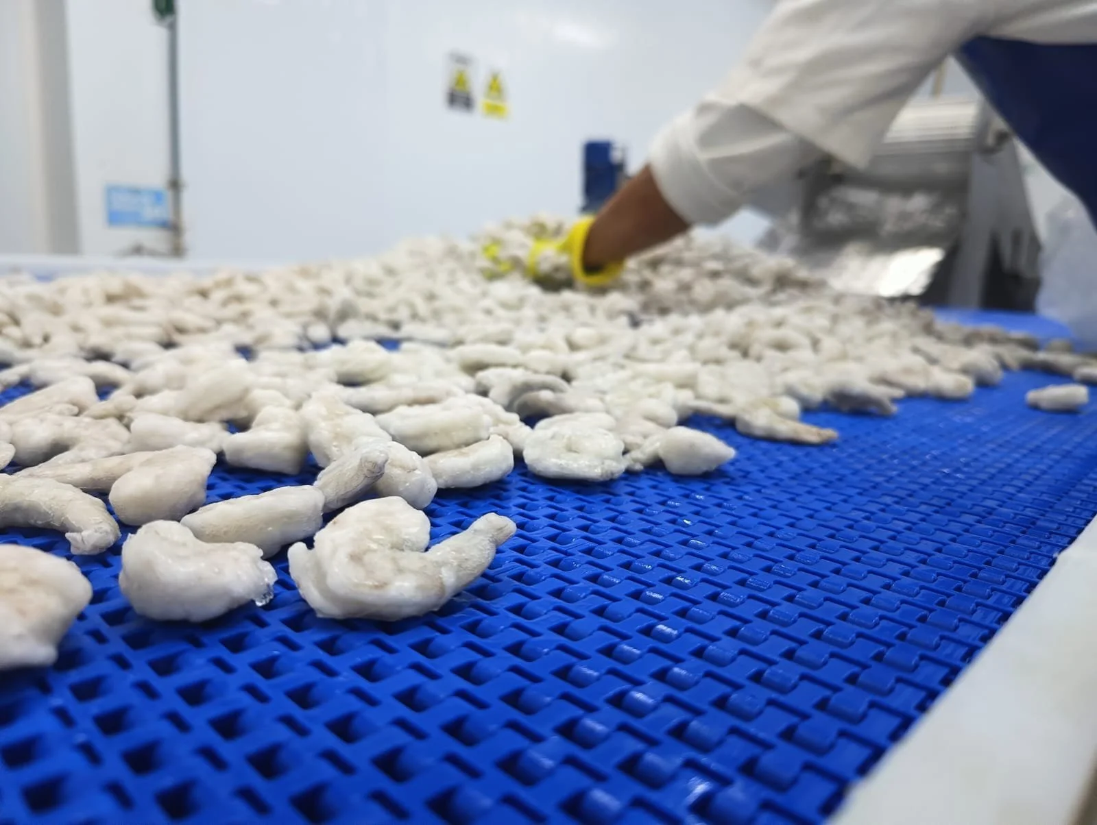 Procesando camarones en una línea de producción, con una superficie de malla azul y un trabajador con guantes amarillos.