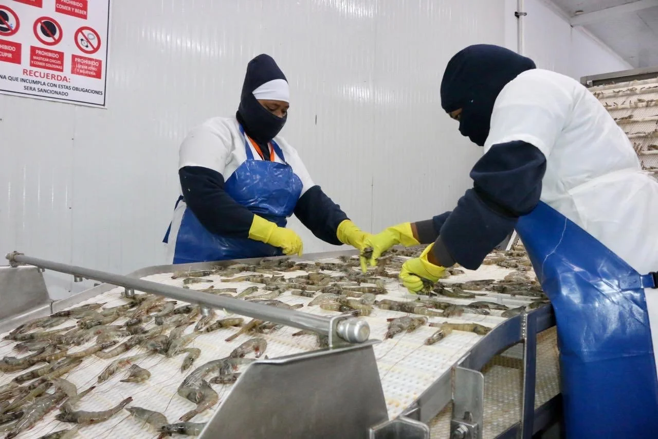 Motores , cajas reductoras y bandas para la industria camaronera