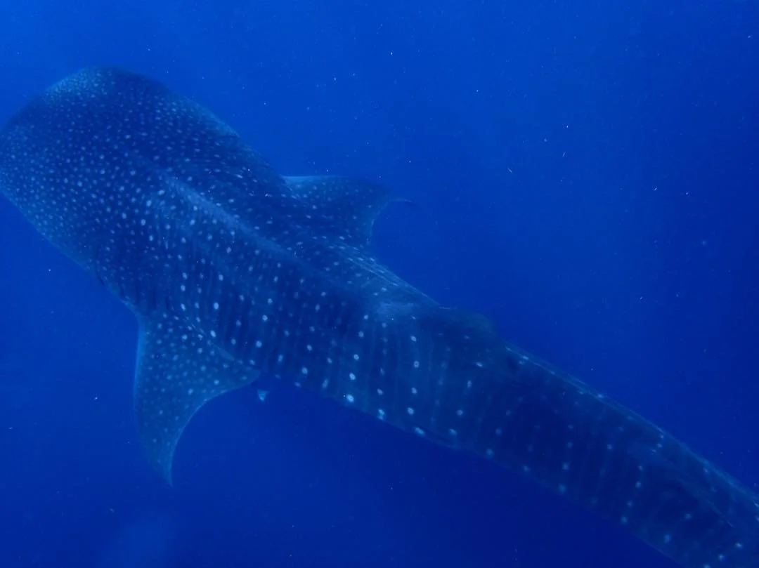 Saving the Ocean's Glories