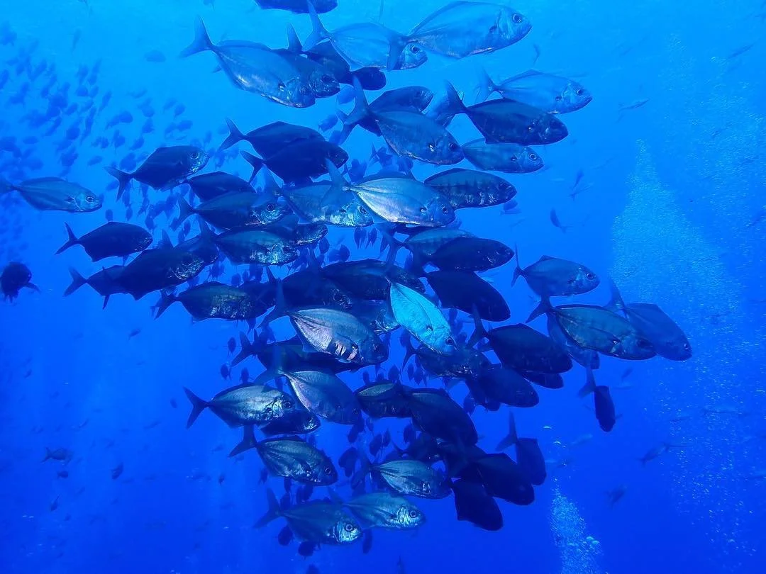 Celebrating a Living Ocean of Wonder