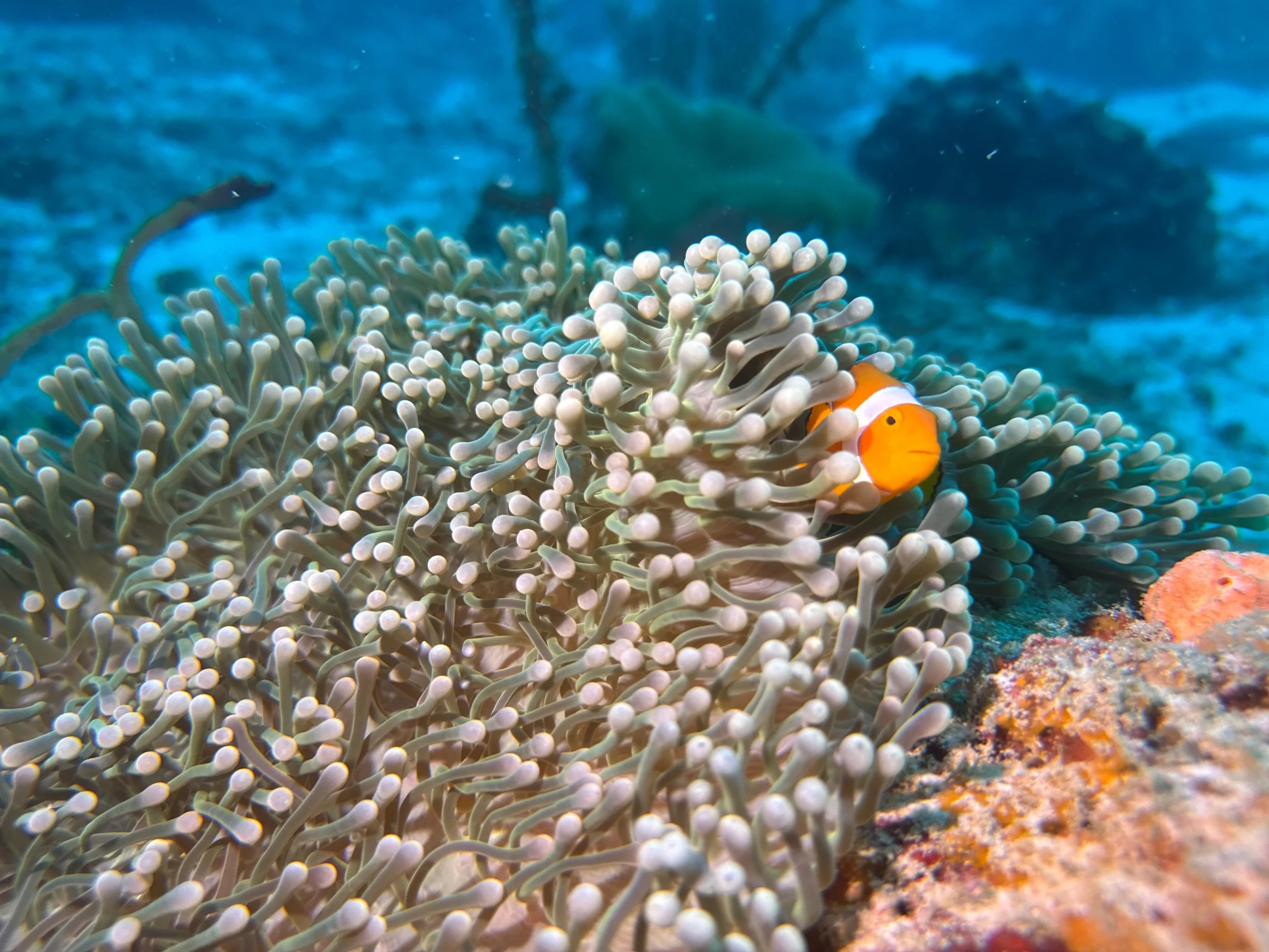 9f3cd104-6ecf-4b45-8587-eaad88b15587 (1).JPG