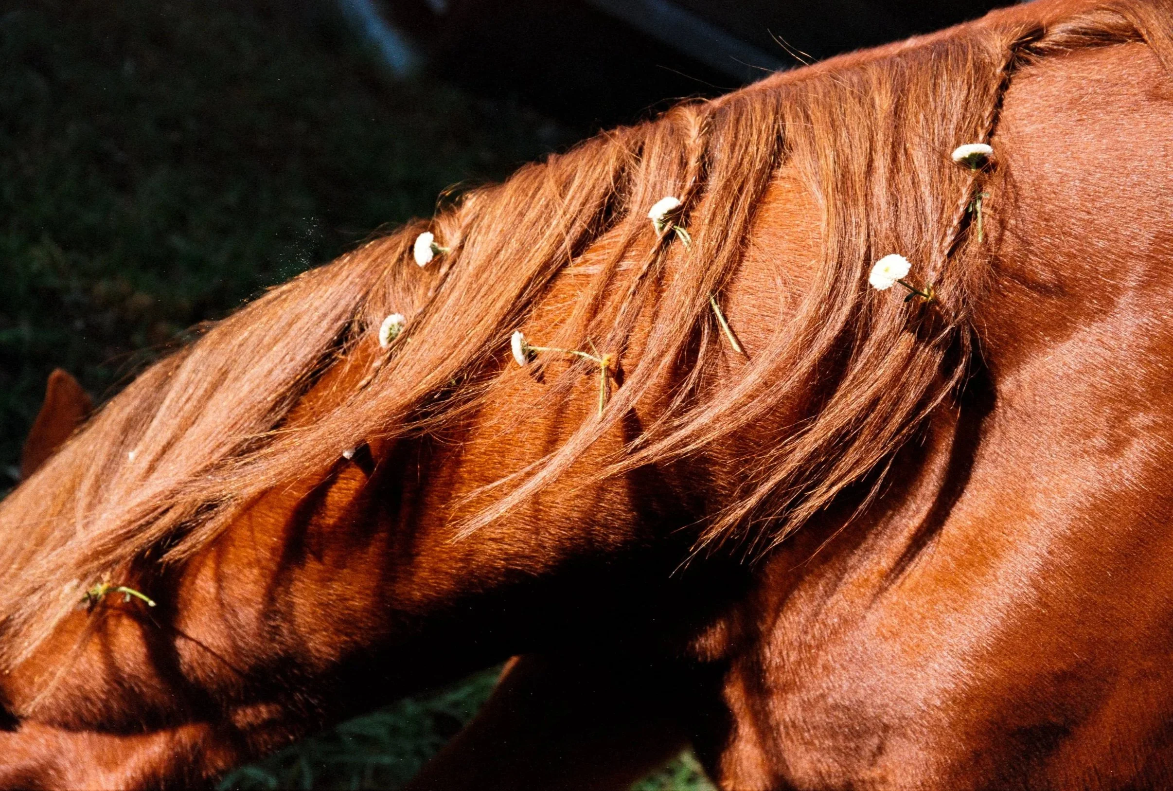 Close-up of a brown horse's mane with small white flowers woven into the hair.