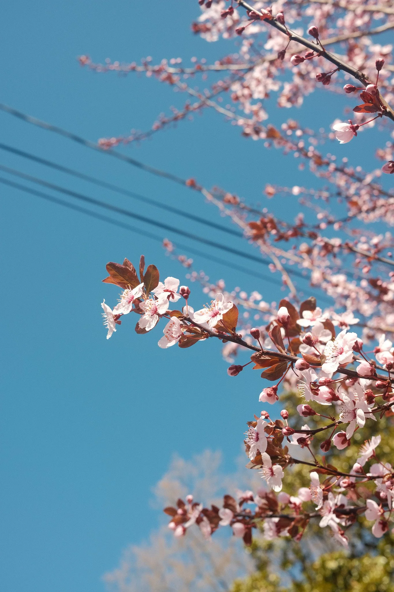 DSCF1297.jpg