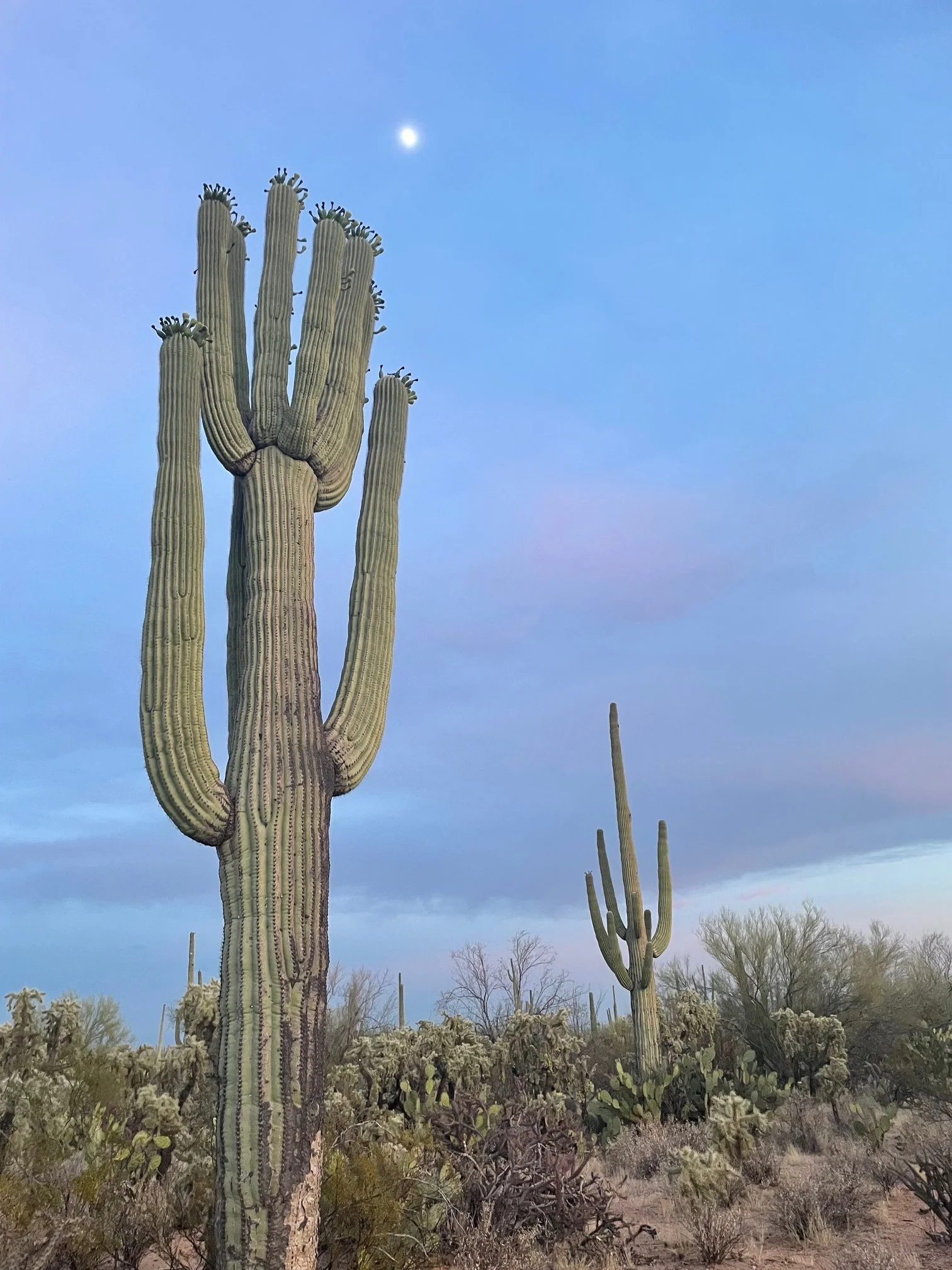 A desert landscape with a group of tall saguaro cacti under a clear blue sky with a bright sun.