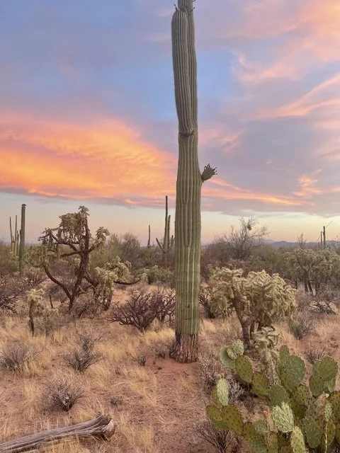 Tall saguaro cactus in a desert landscape at sunset with other desert plants and a colorful sky.