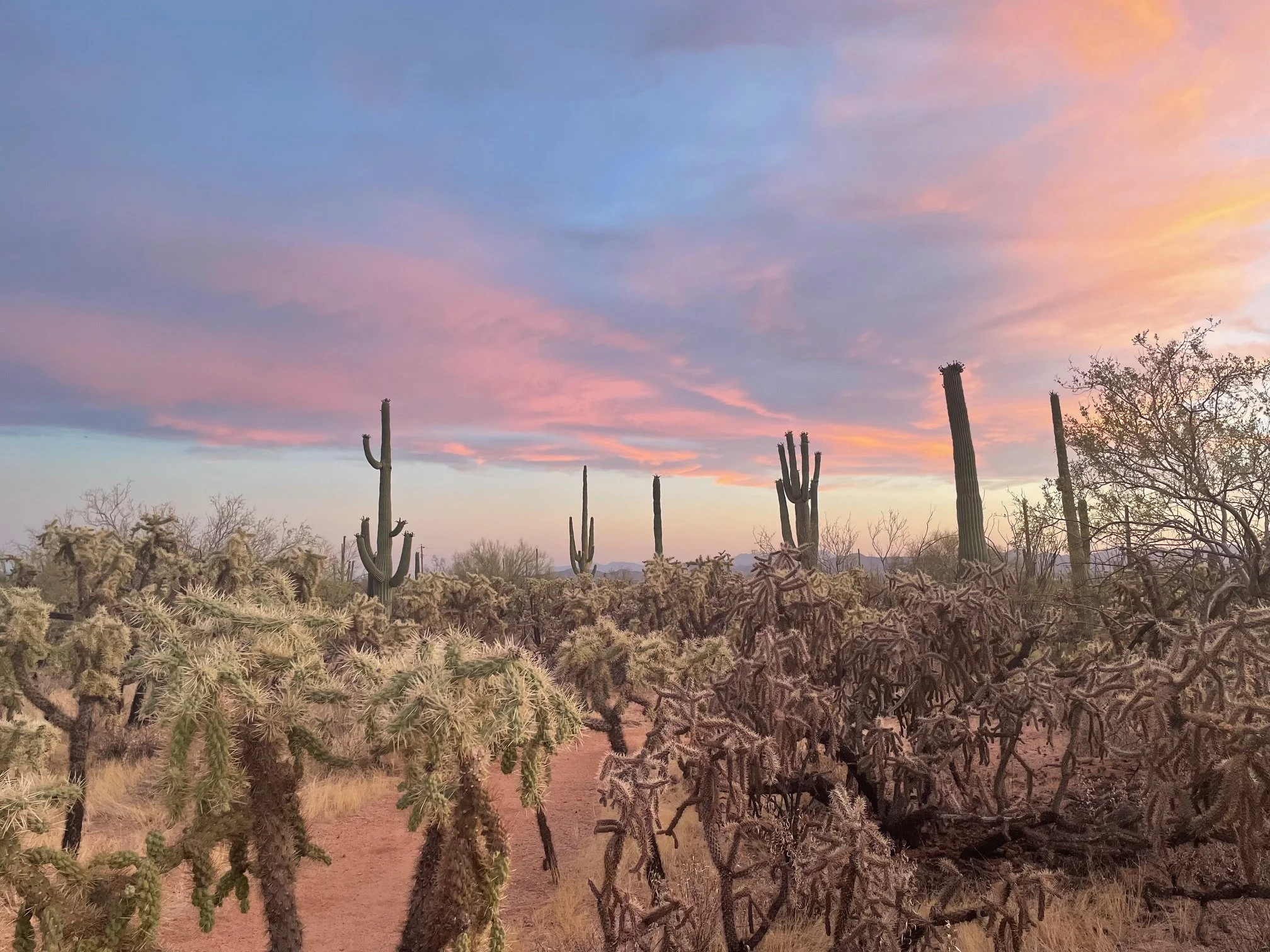 Desert landscape at sunset with cacti and a colorful sky.