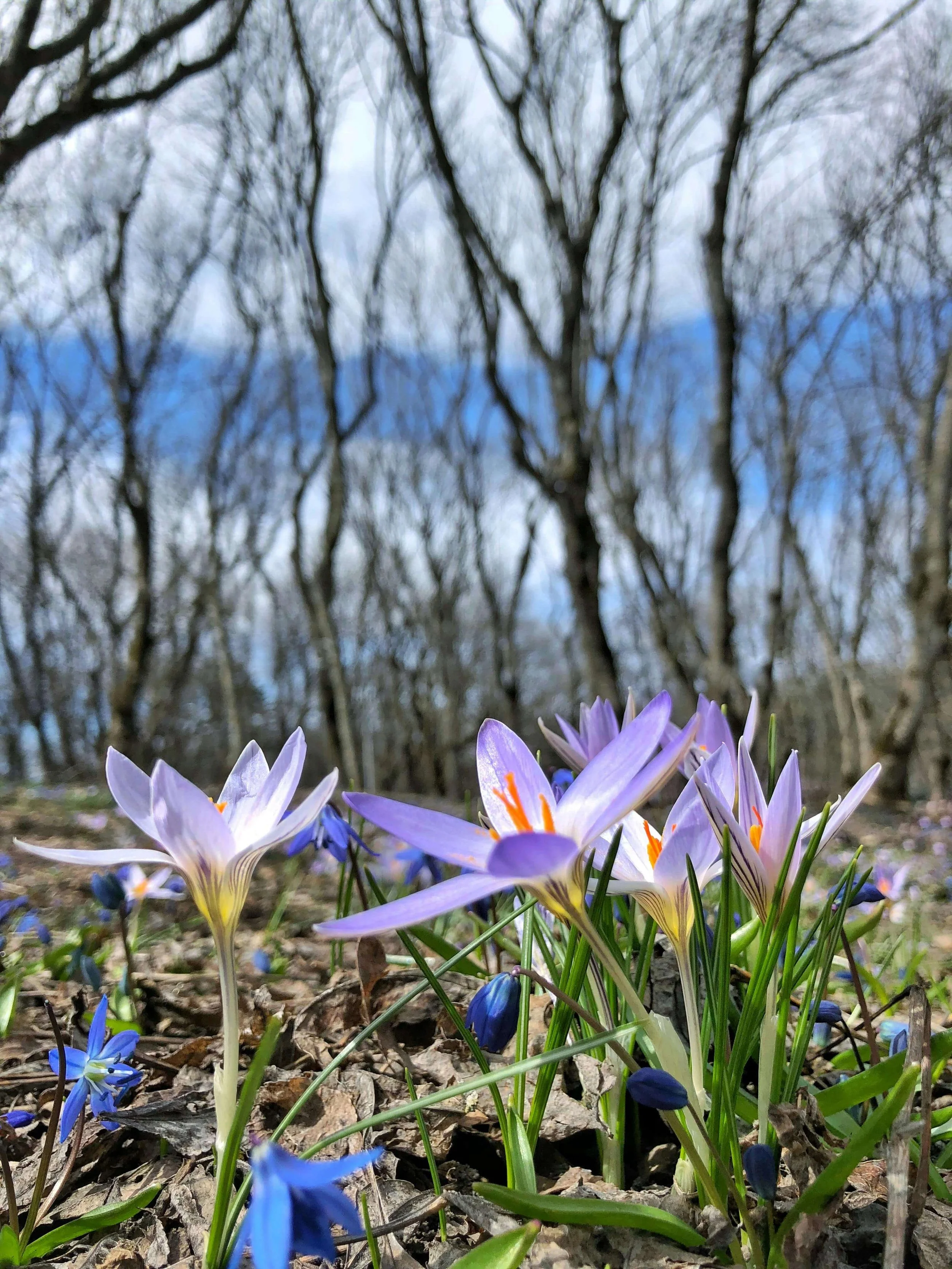 On Second Blooming - Agatha Christie.