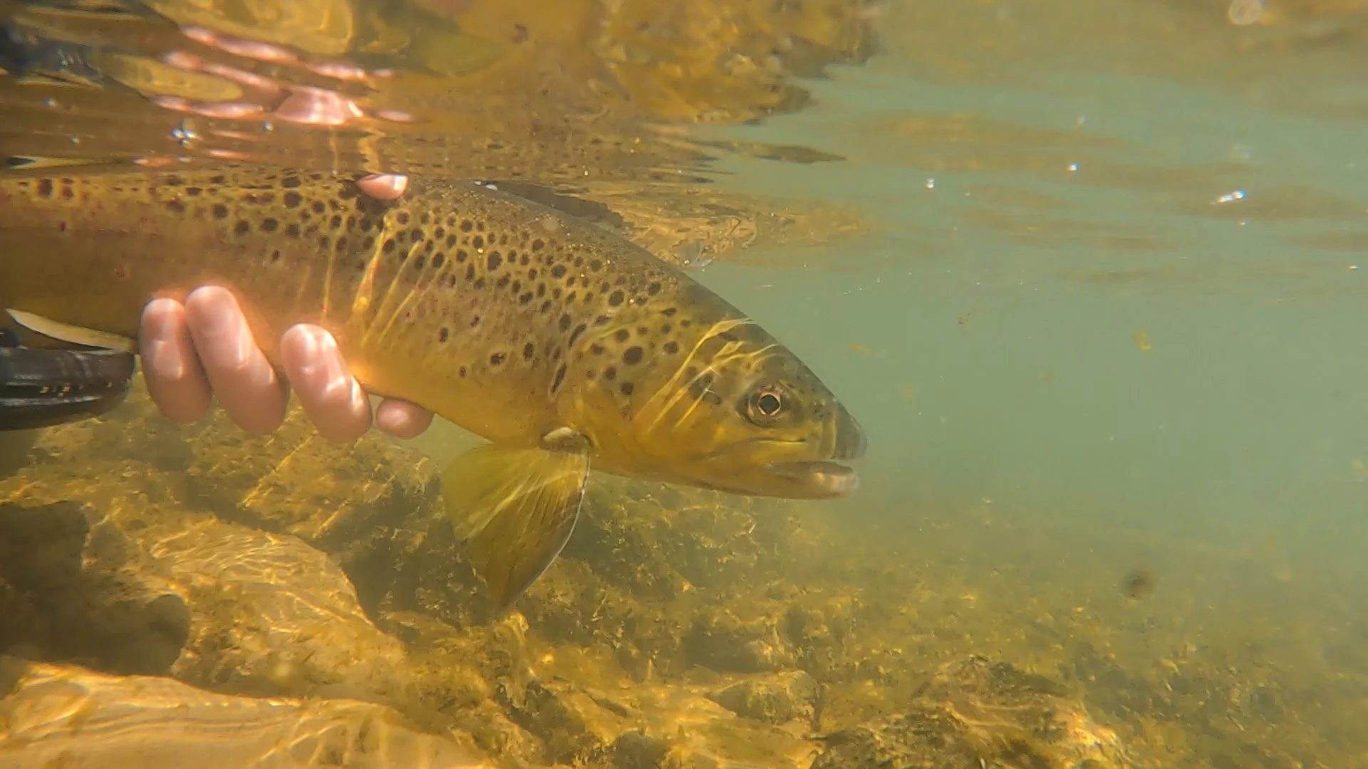 A person holding a brown trout underwater in the White River for release. 