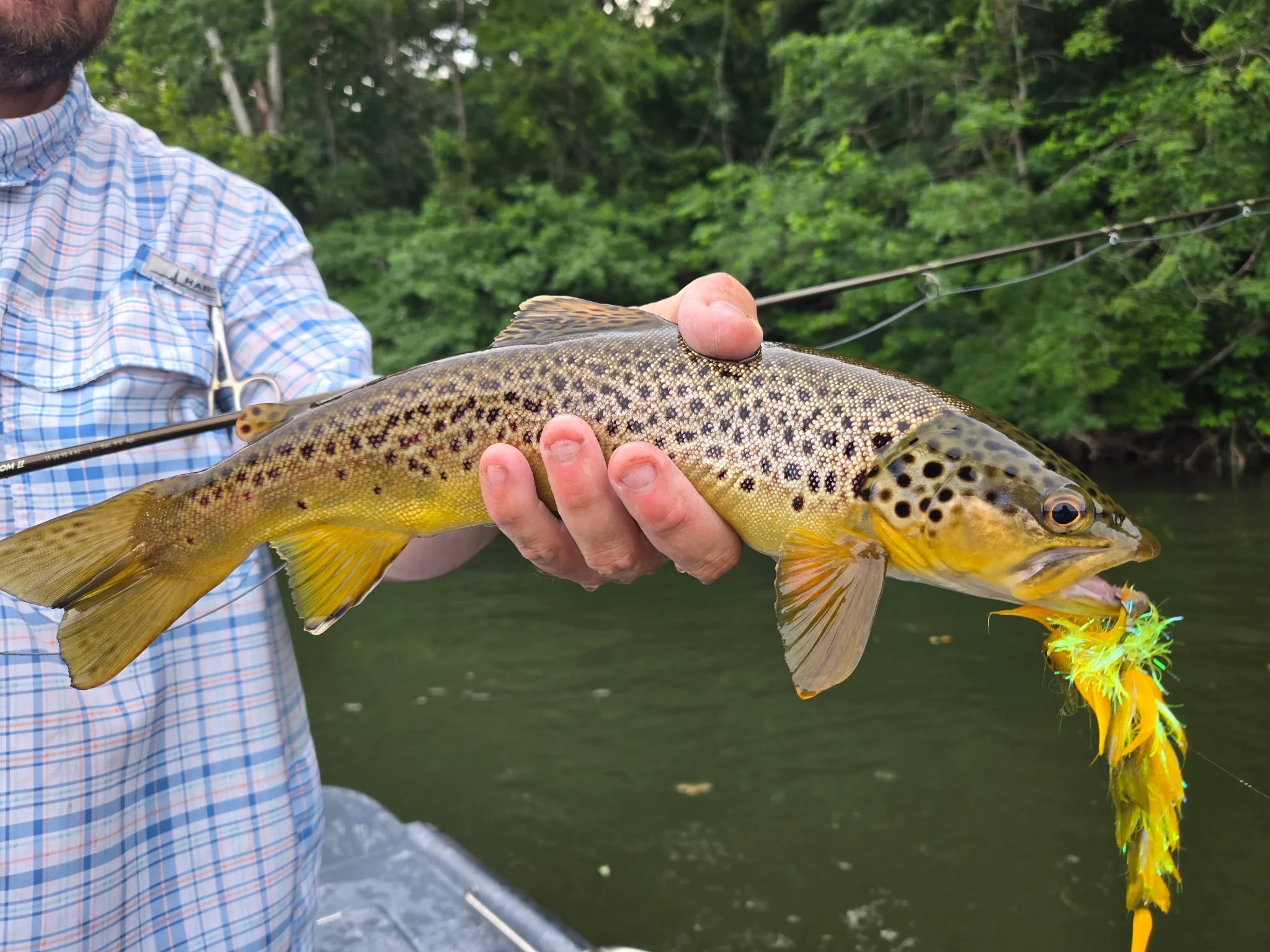 Person holding a brown trout with a fly in its mouth.
