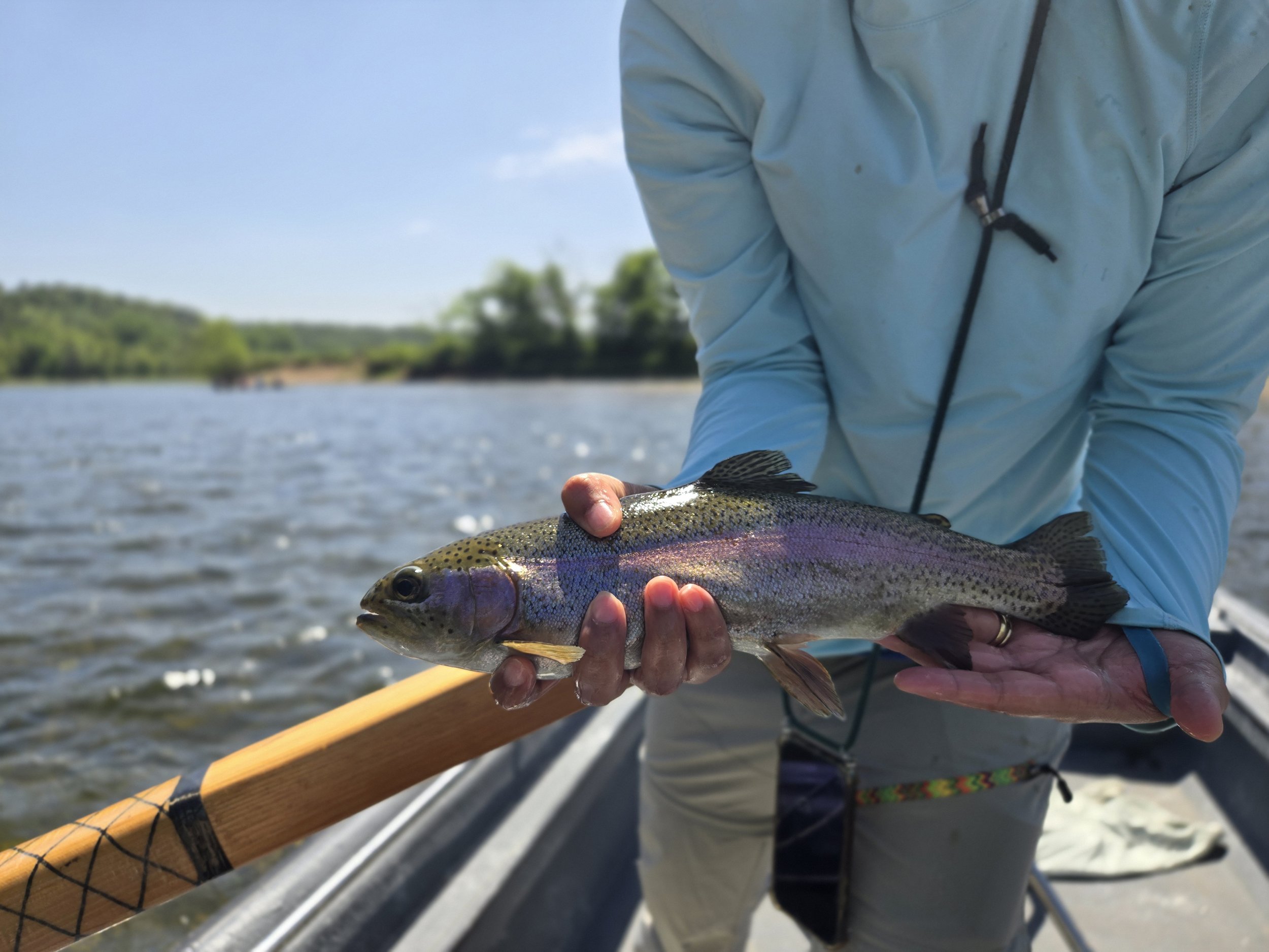 Person in a light blue jacket holding a rainbow trout over the White River with trees in the background.