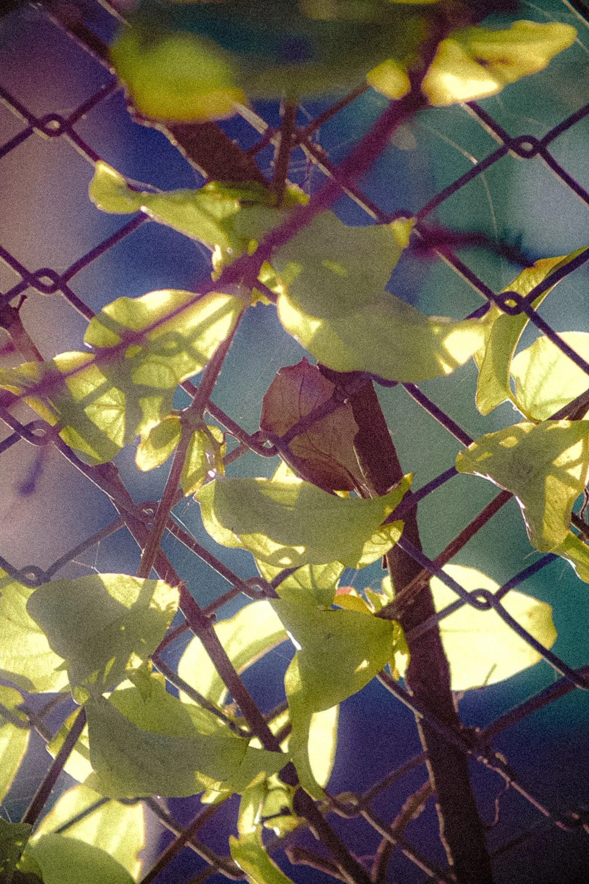DSCF1316.JPG