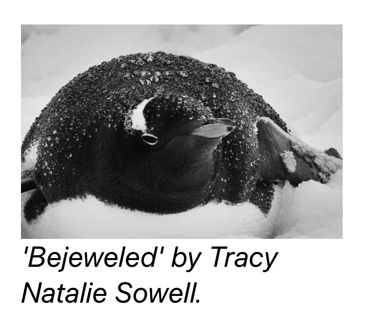 Black and white photo of a penguin covered in ice and snow, lying on the ice.