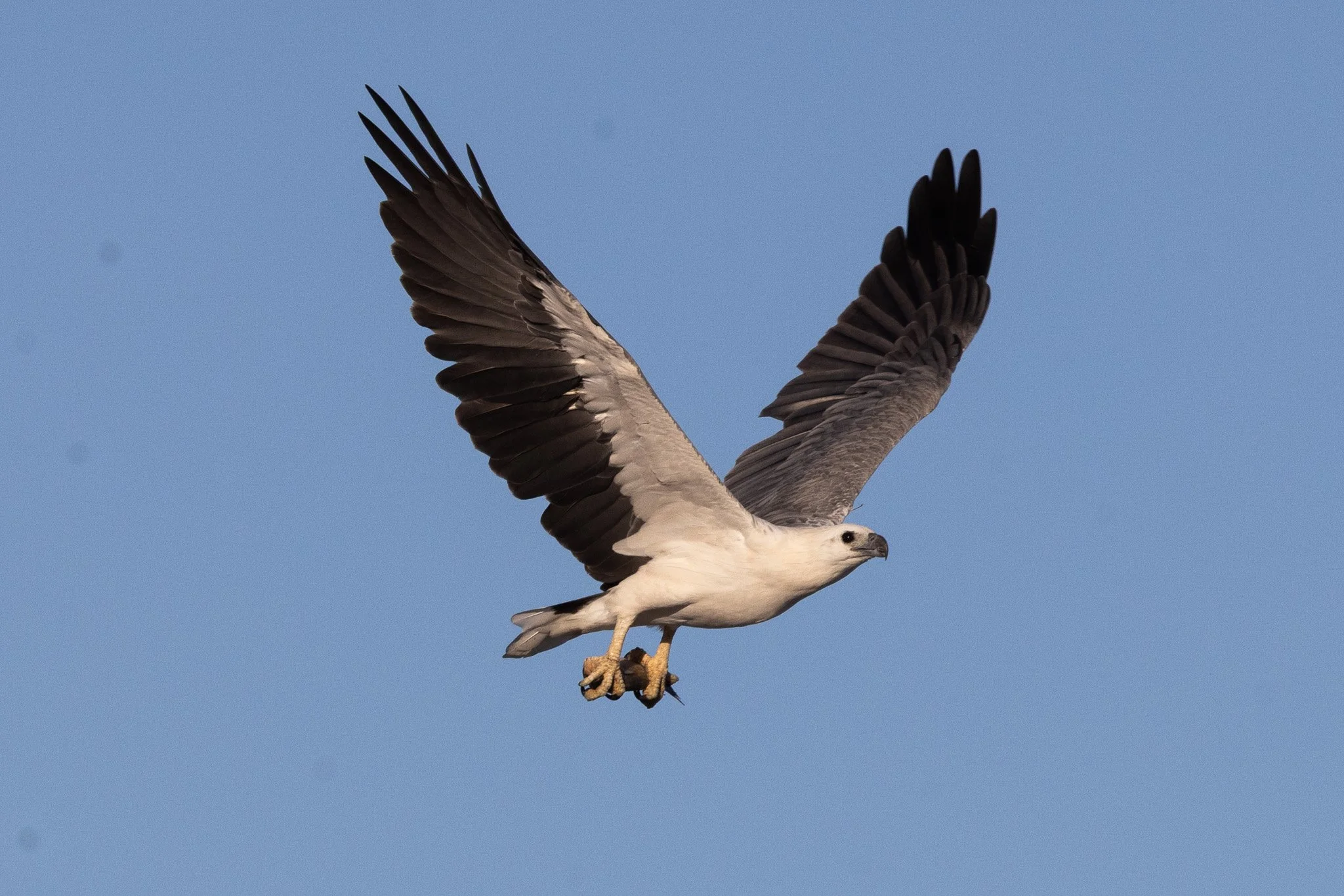 Aves