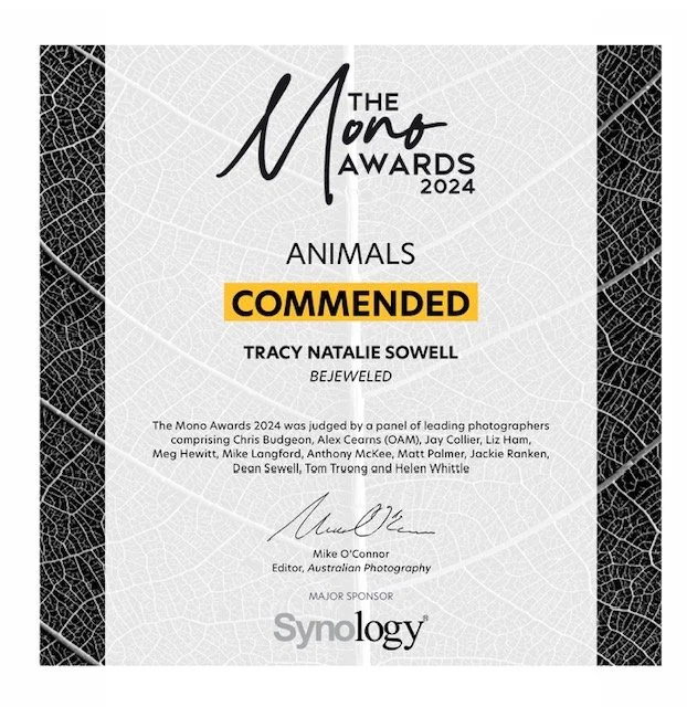 Certificate of recognition from the Mono Awards 2024 for animals, awarded to Tracy Natalie Sowell for being commendable, signed by Mike O'Connor, editor of Australian Photography, sponsored by Synology.