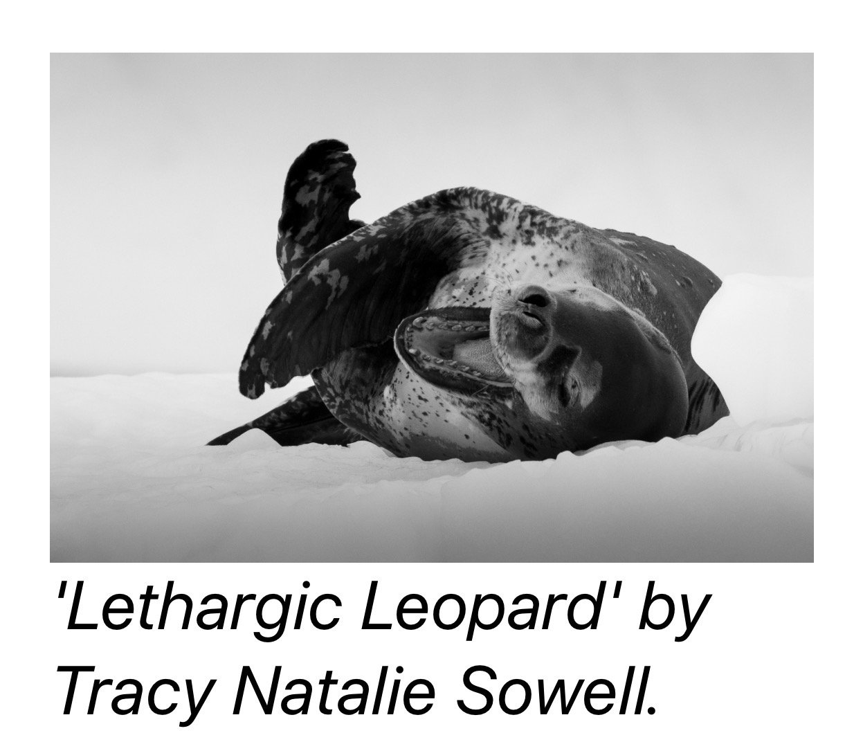 A black and white photograph of a dead leopard seal lying on snow, with a large bird perched on its back.