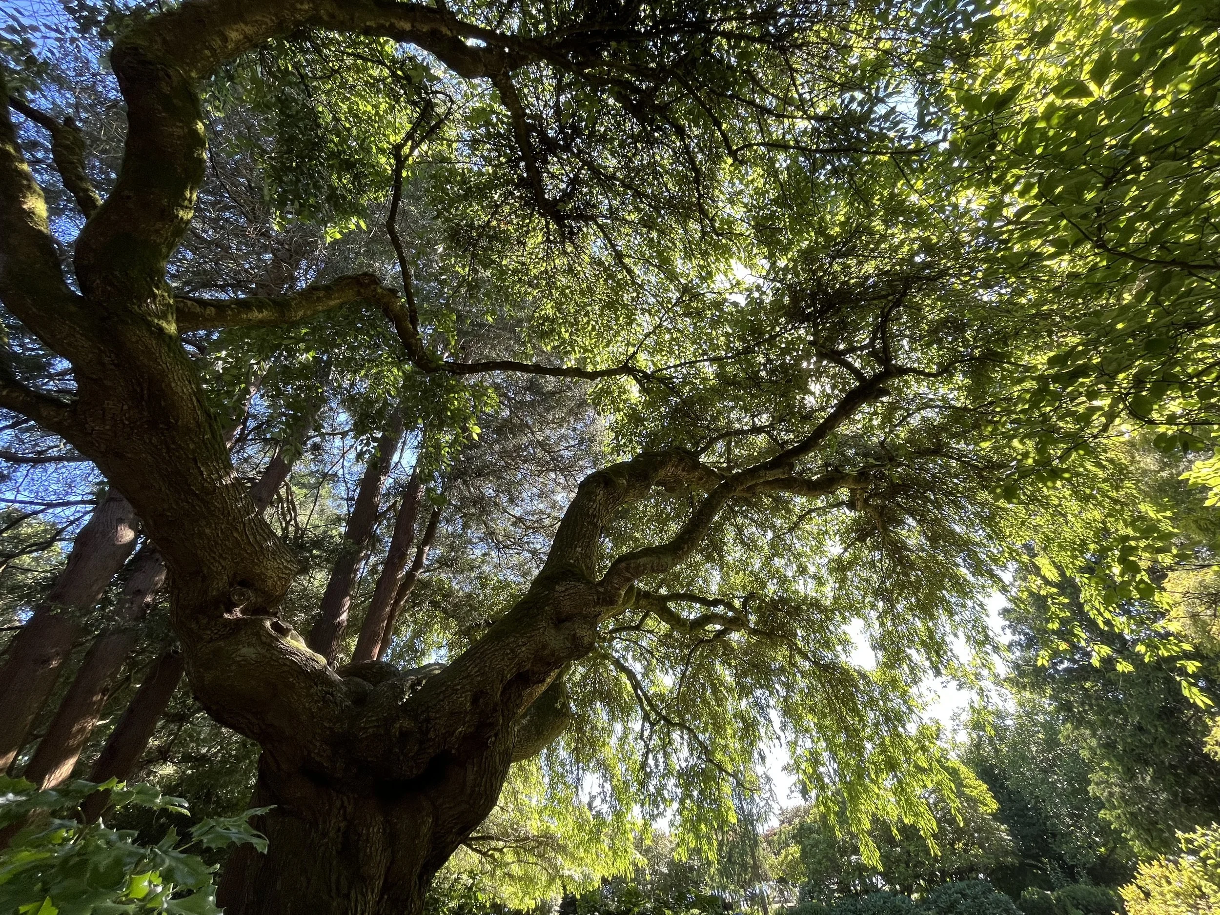 Looking up through the branches and green leaves of a large tree with sunlight filtering through.