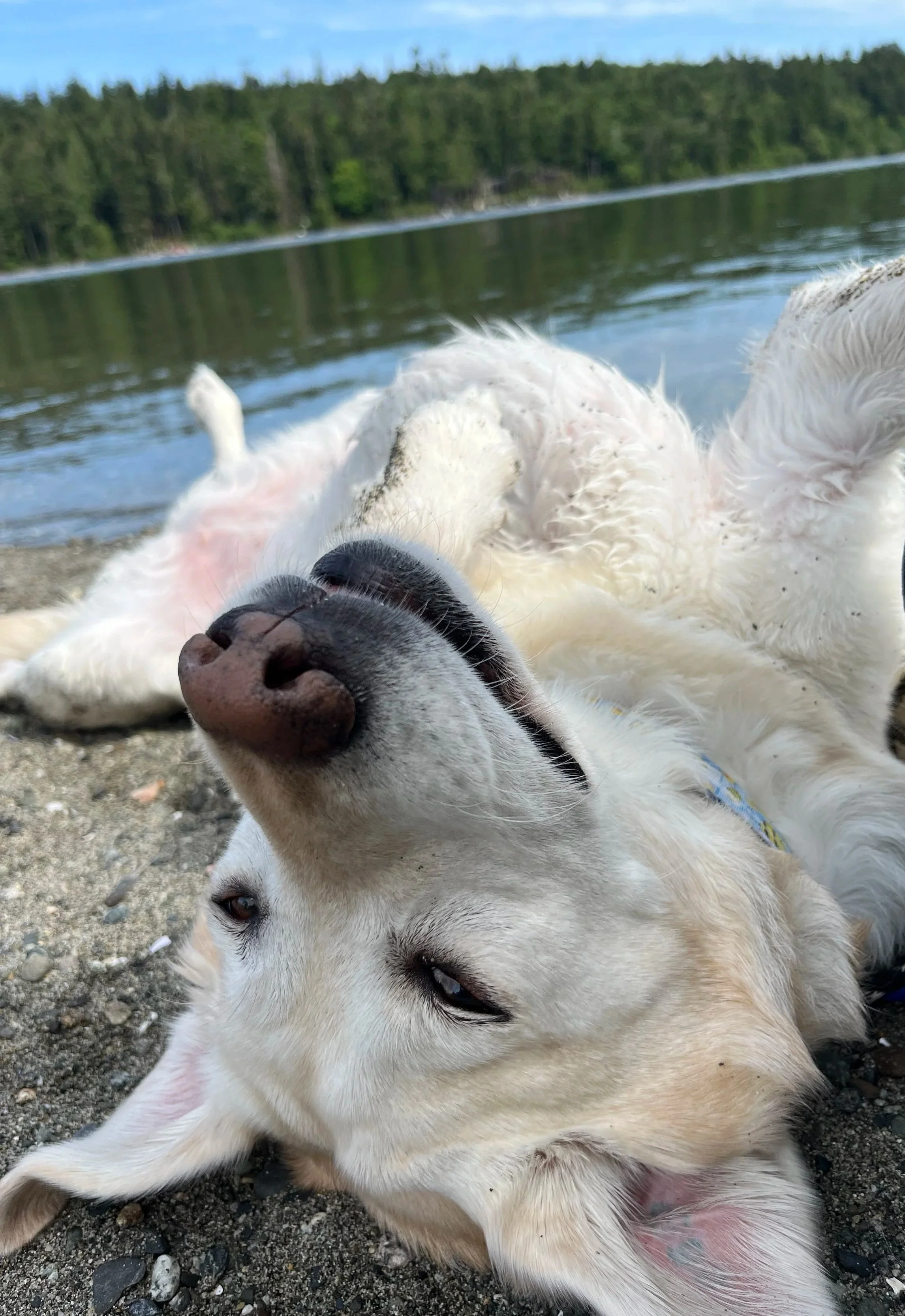 A white dog lying on a rocky beach near a body of water with a forest in the background.