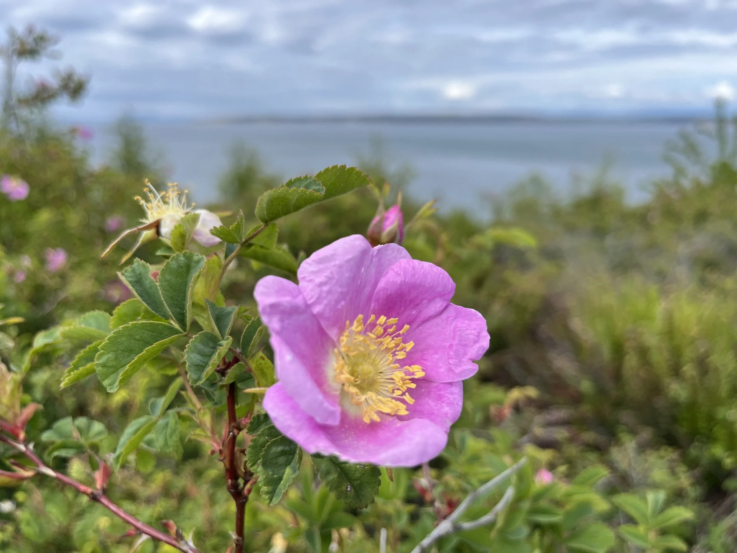 Pink flower with yellow stamens in a natural outdoor setting with green leaves and a cloudy sky in the background.