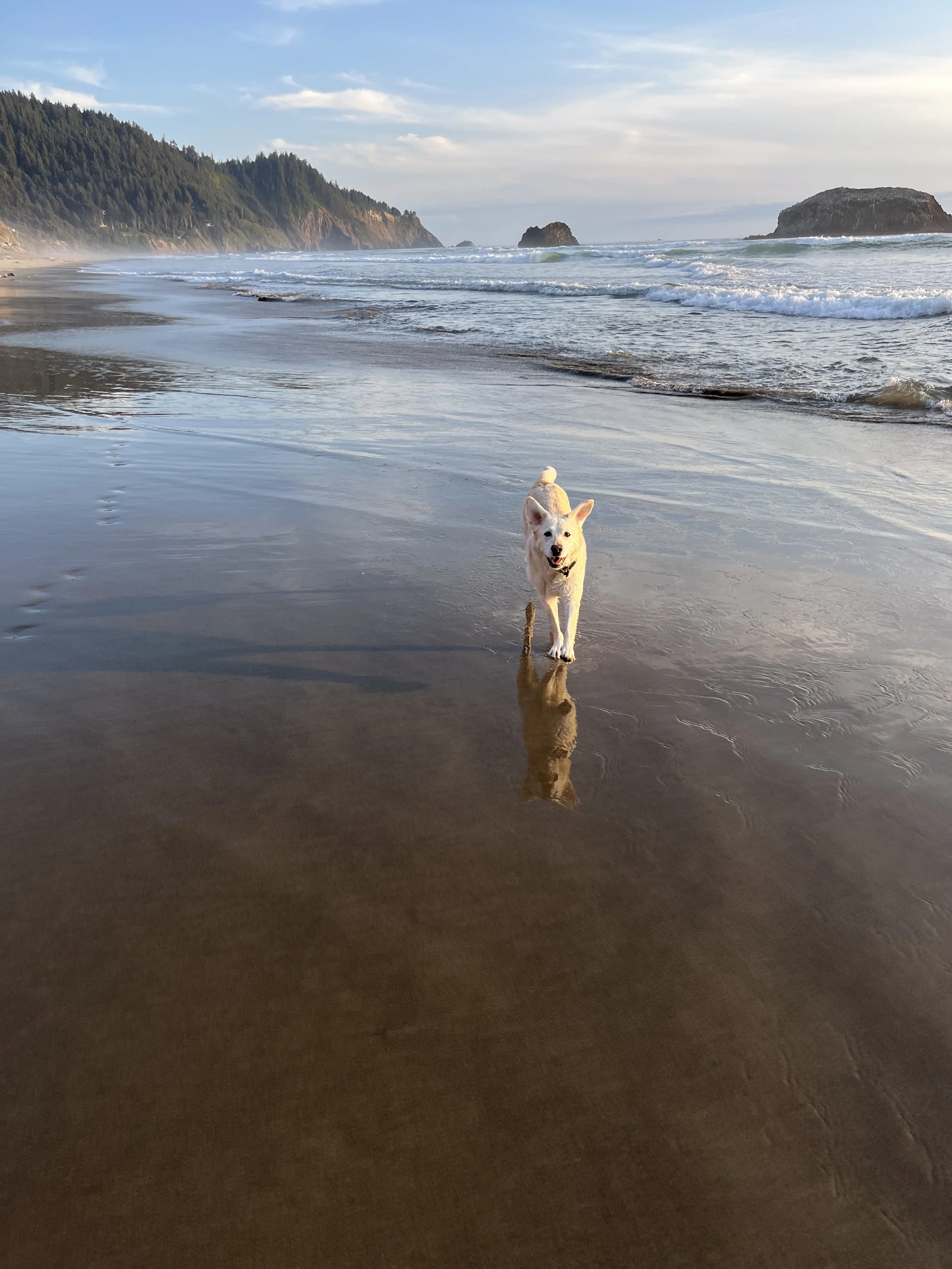 A white dog with pointy ears running along a wet sandy beach near the ocean, with waves and cliffs in the background on a clear day.
