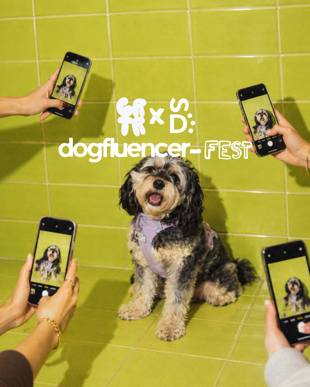 DOGFLUENCER FEST