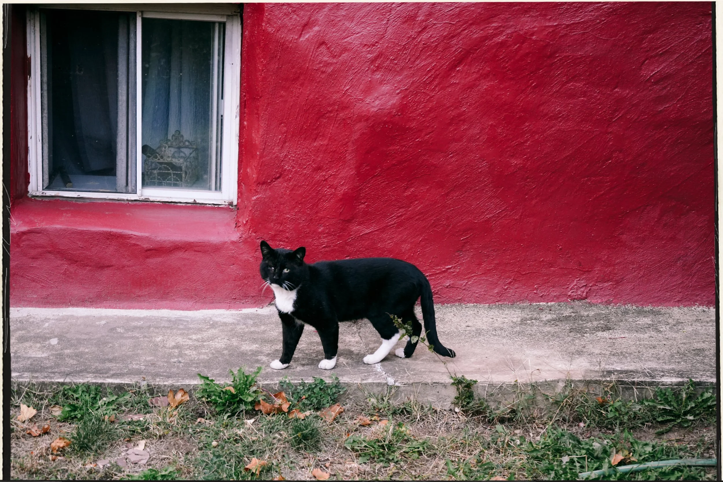 Black and white cat with white paws and chest standing outdoors on a concrete surface in front of a red textured wall and window.