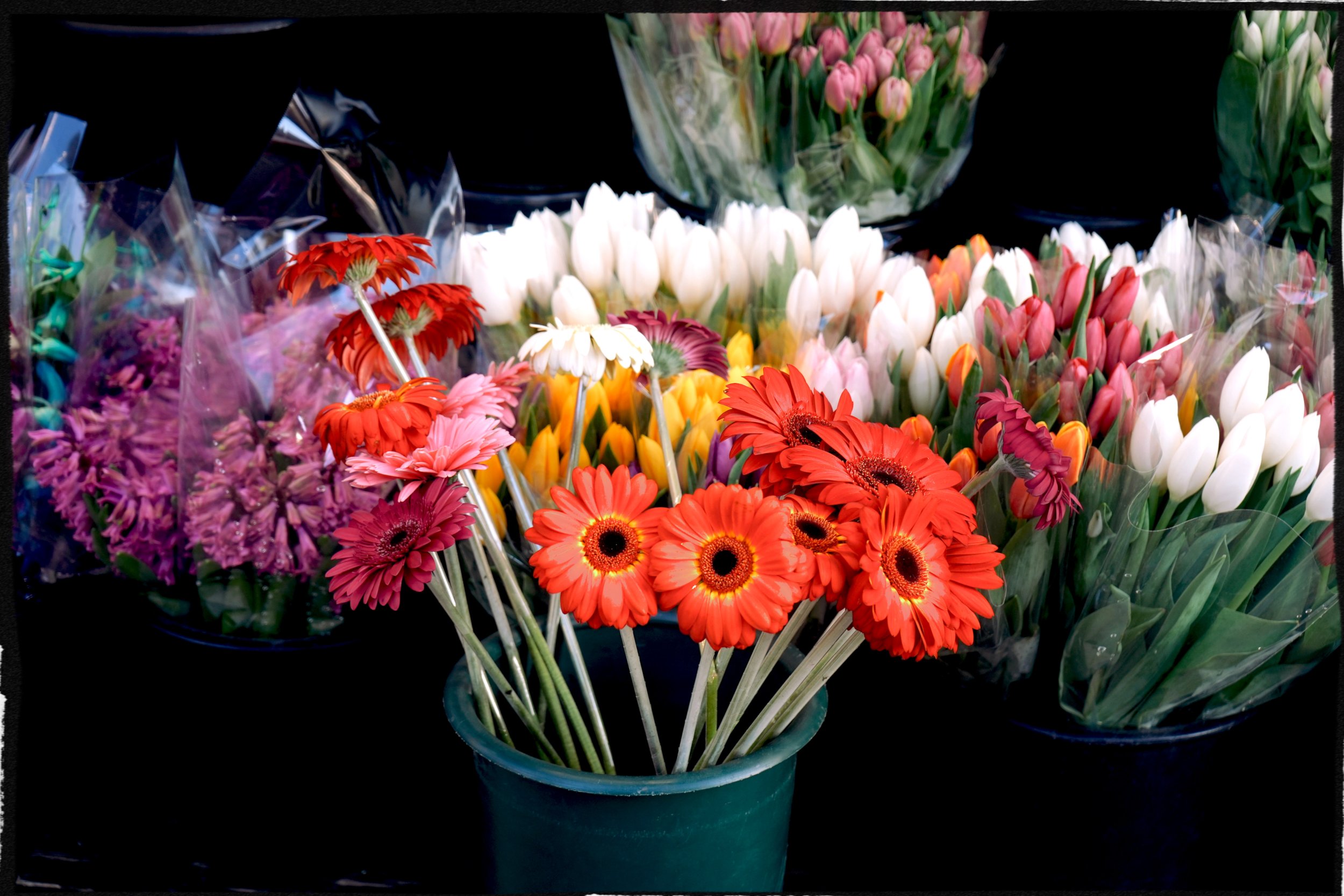 Various bouquets of colorful tulips and gerbera daisies wrapped in plastic and arranged in a green container.