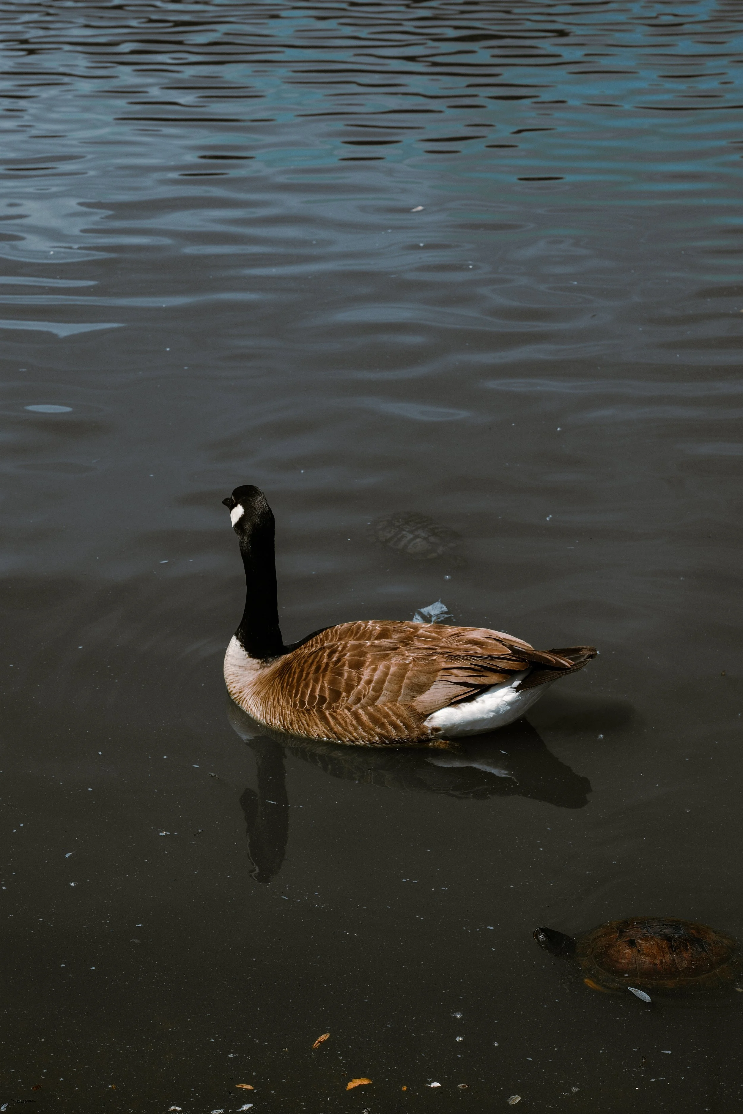 A Canada goose swimming in a dark body of water, with its head turned slightly to the side and reflections on the surface.