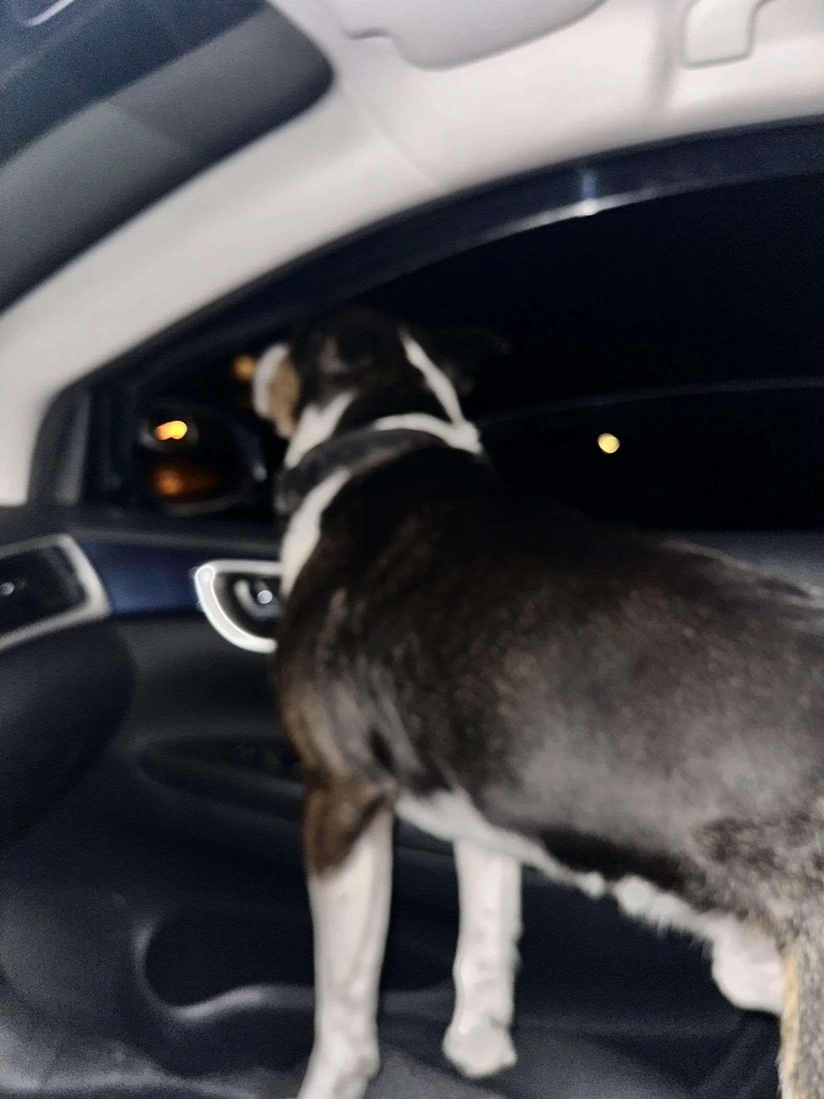 A black and white dog with a white paw on a black car interior, with the dashboard and part of the steering wheel visible.