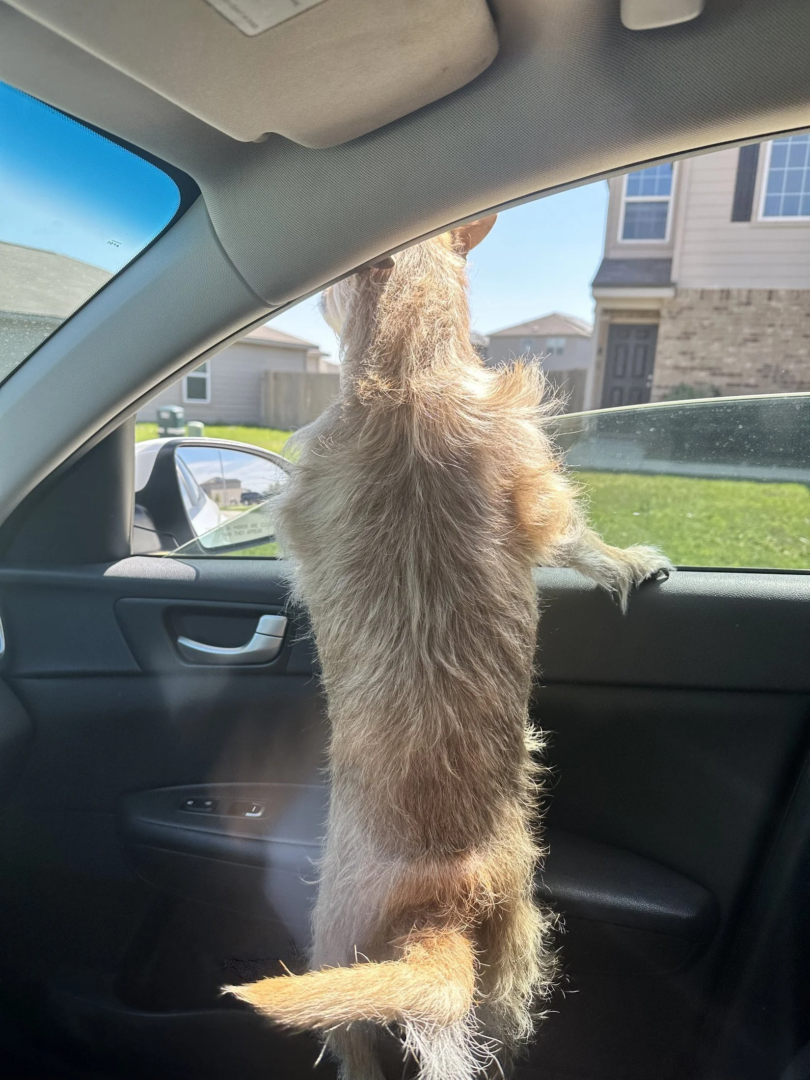 A dog standing on the passenger side of a car with one paw on the dashboard, looking out the window at a suburban neighborhood with houses and a bright blue sky.