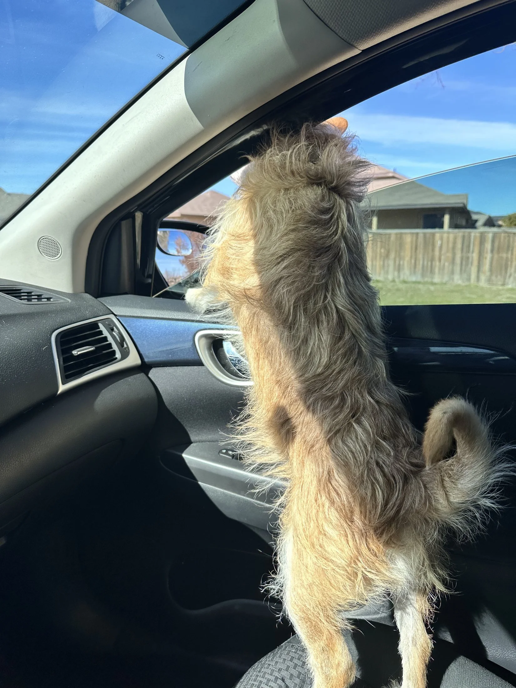 A fluffy tan and white dog with long hair looking out of a car window.