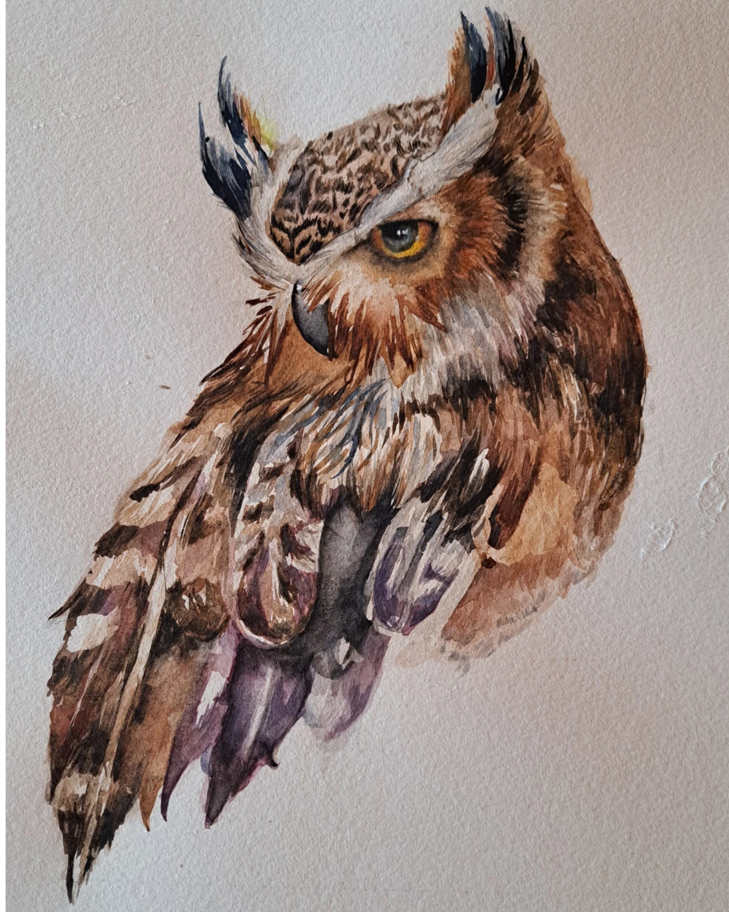Ilustración en acuarela de un búho con plumas en tonos marrón y negro, mirando hacia la izquierda.