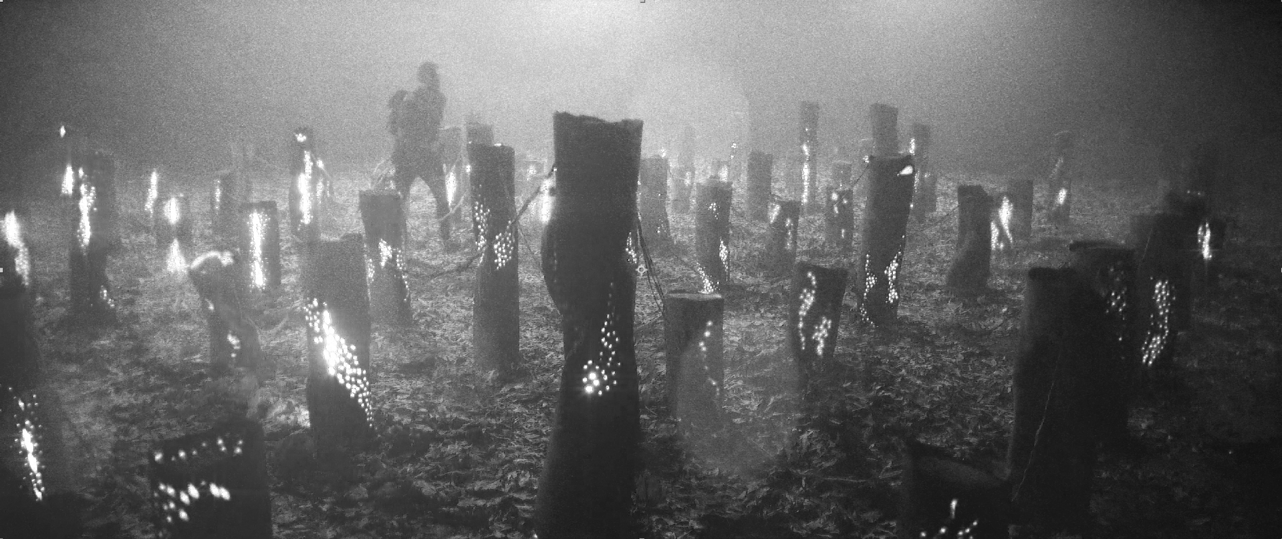 photo of a forest in fog, with numerous tree stumps.  a mysterious atmosphere. beautiful Set design