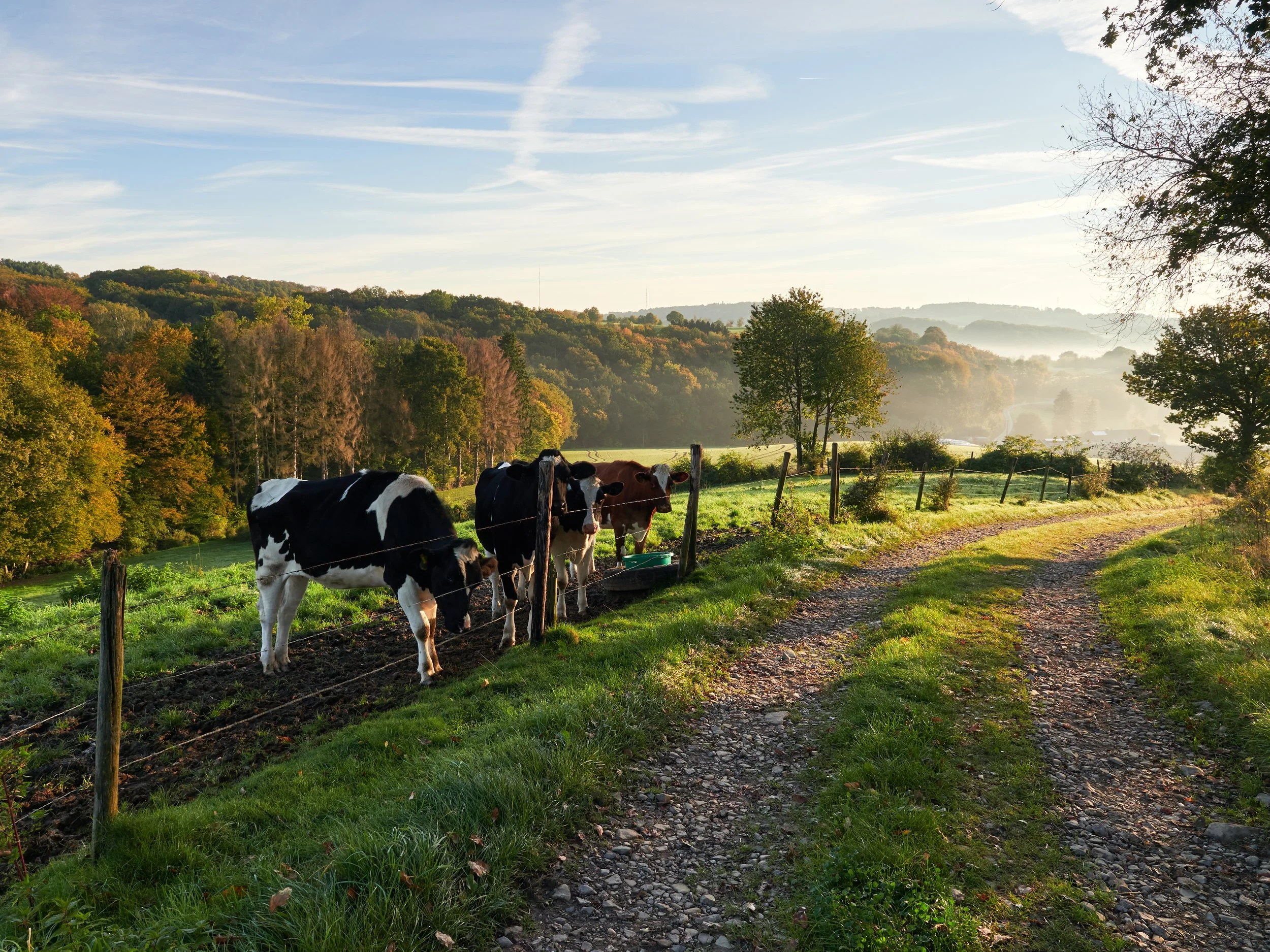 Hügel mit Bäumen in herbstlichen Farben, Weide mit Kühen, Himmel mit Wolken und Dunst im Hintergrund.