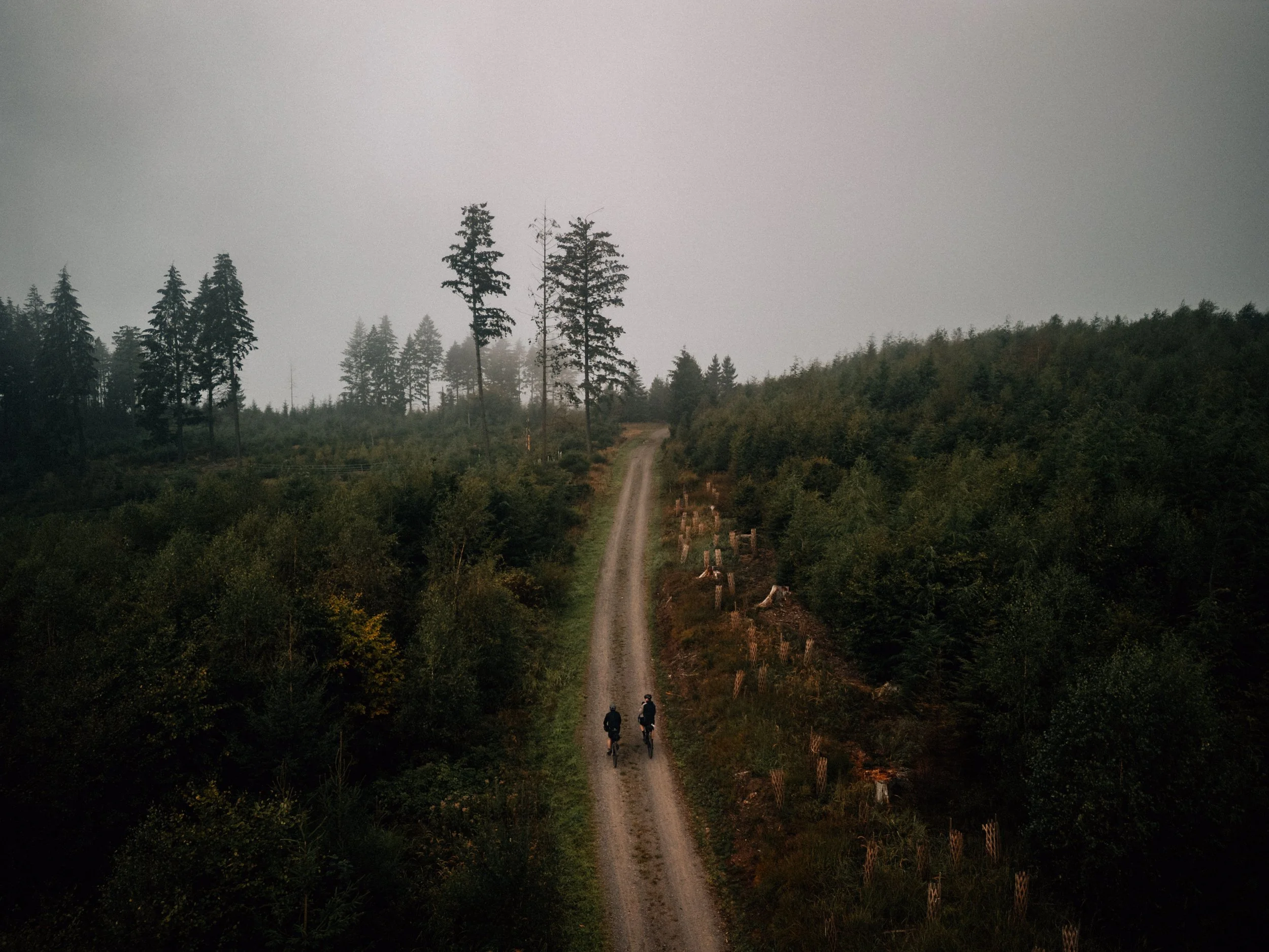 Vogelperspektive auf eine kurvige Straße, umgeben von dichtem, grünen Wald.