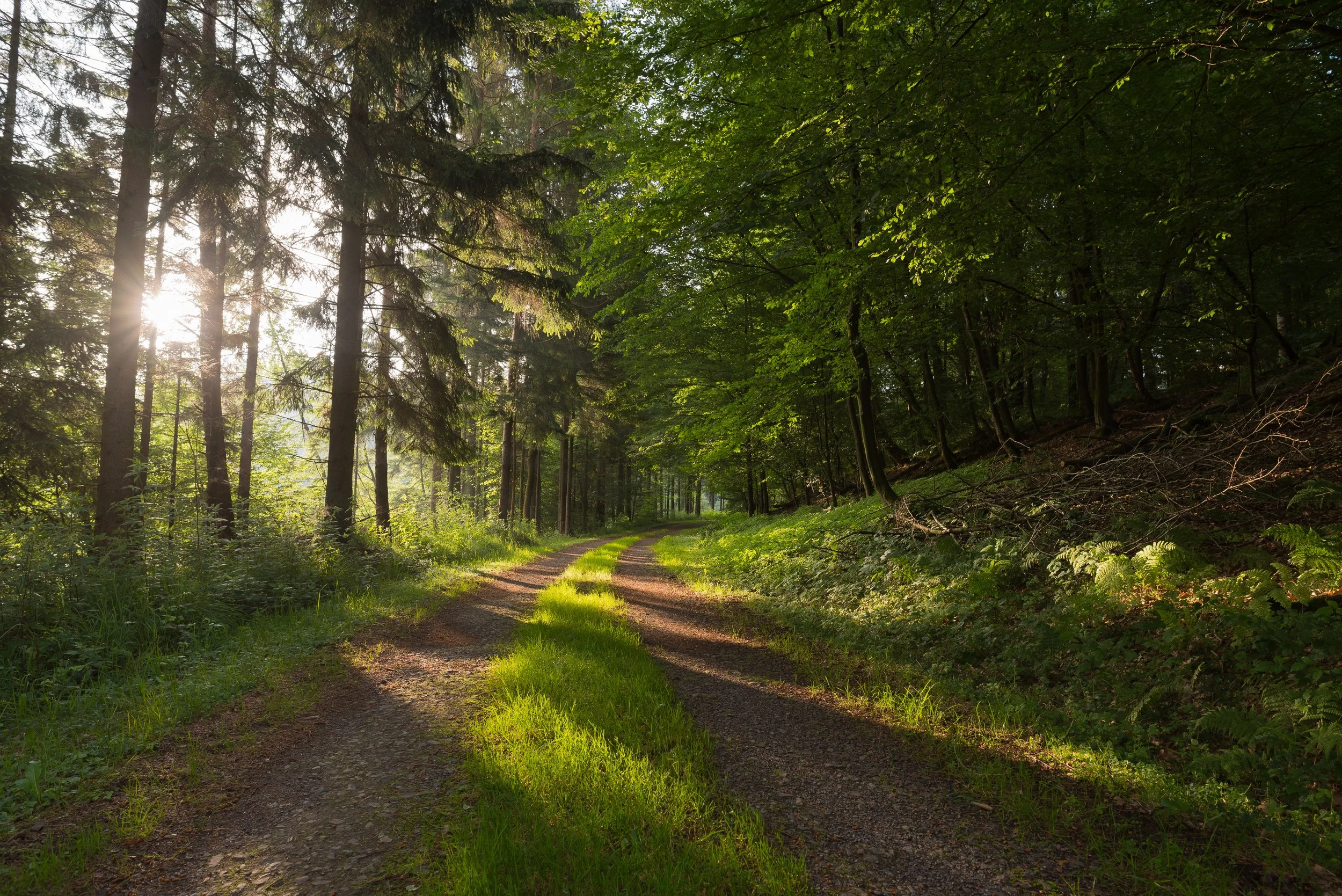 Ein Wanderweg durch einen grünen Wald bei Sonnenlicht.