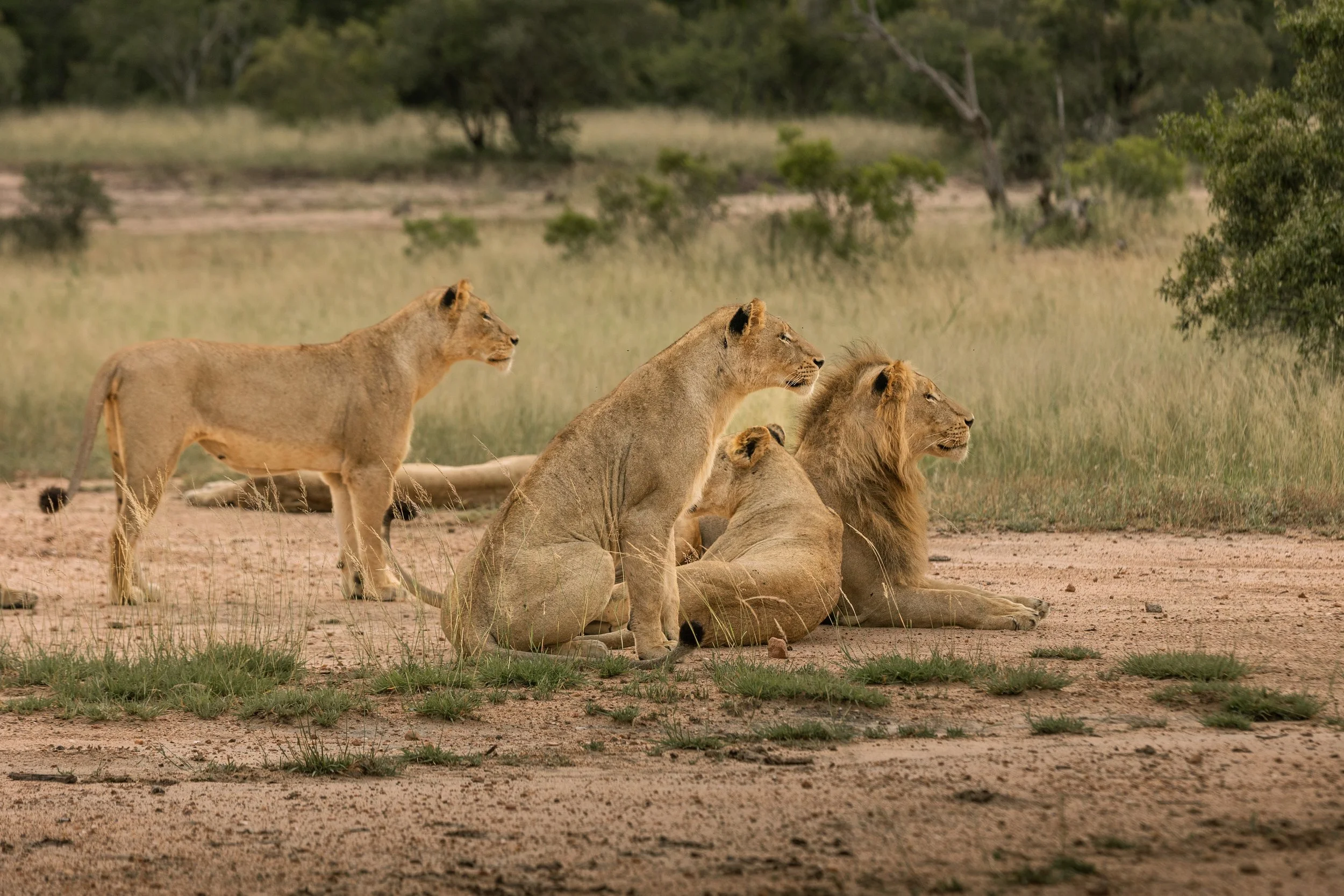 Tintswalo x Alie in Africa-62-2.jpg