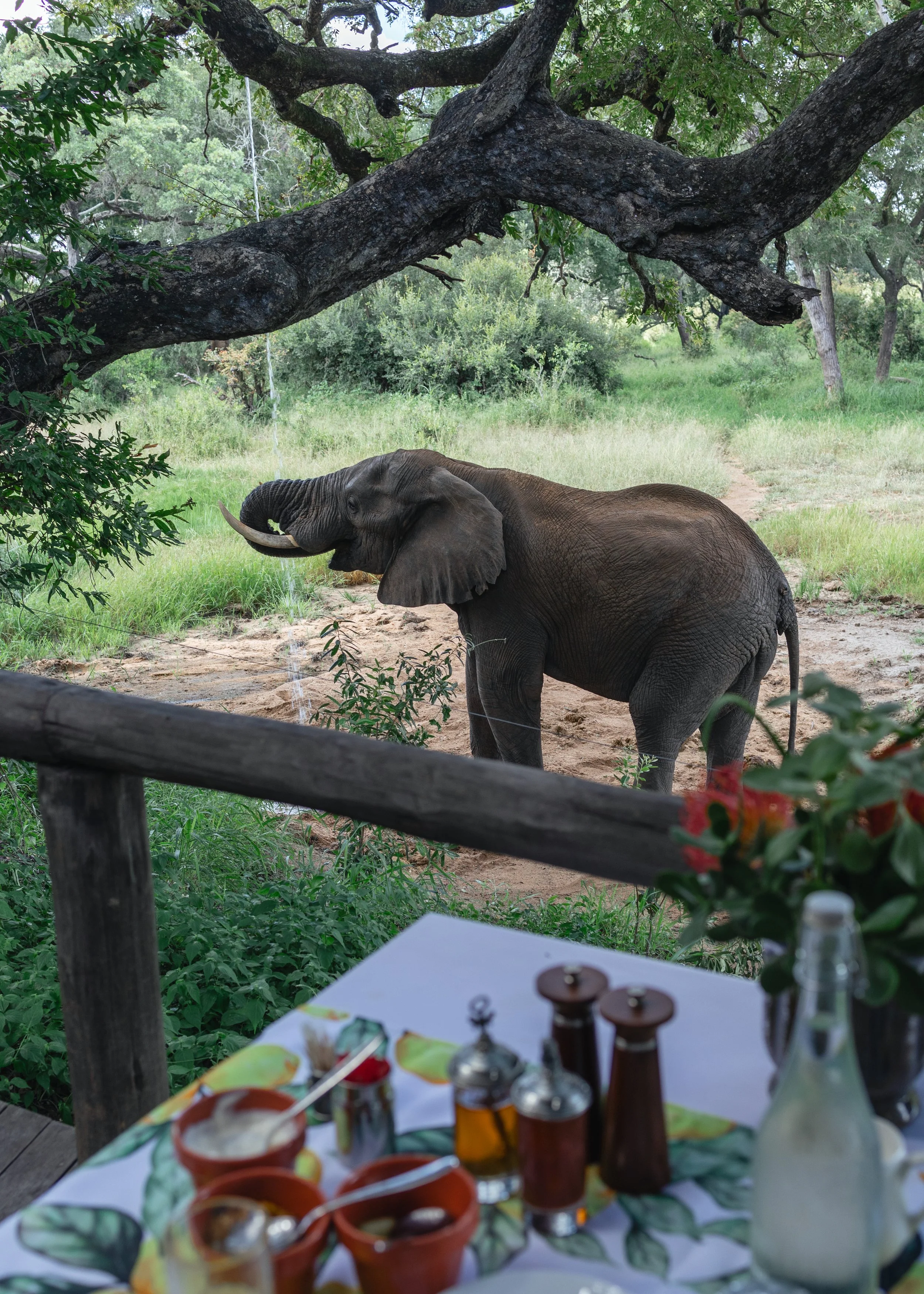 Tintswalo x Alie in Africa-32-2.jpg