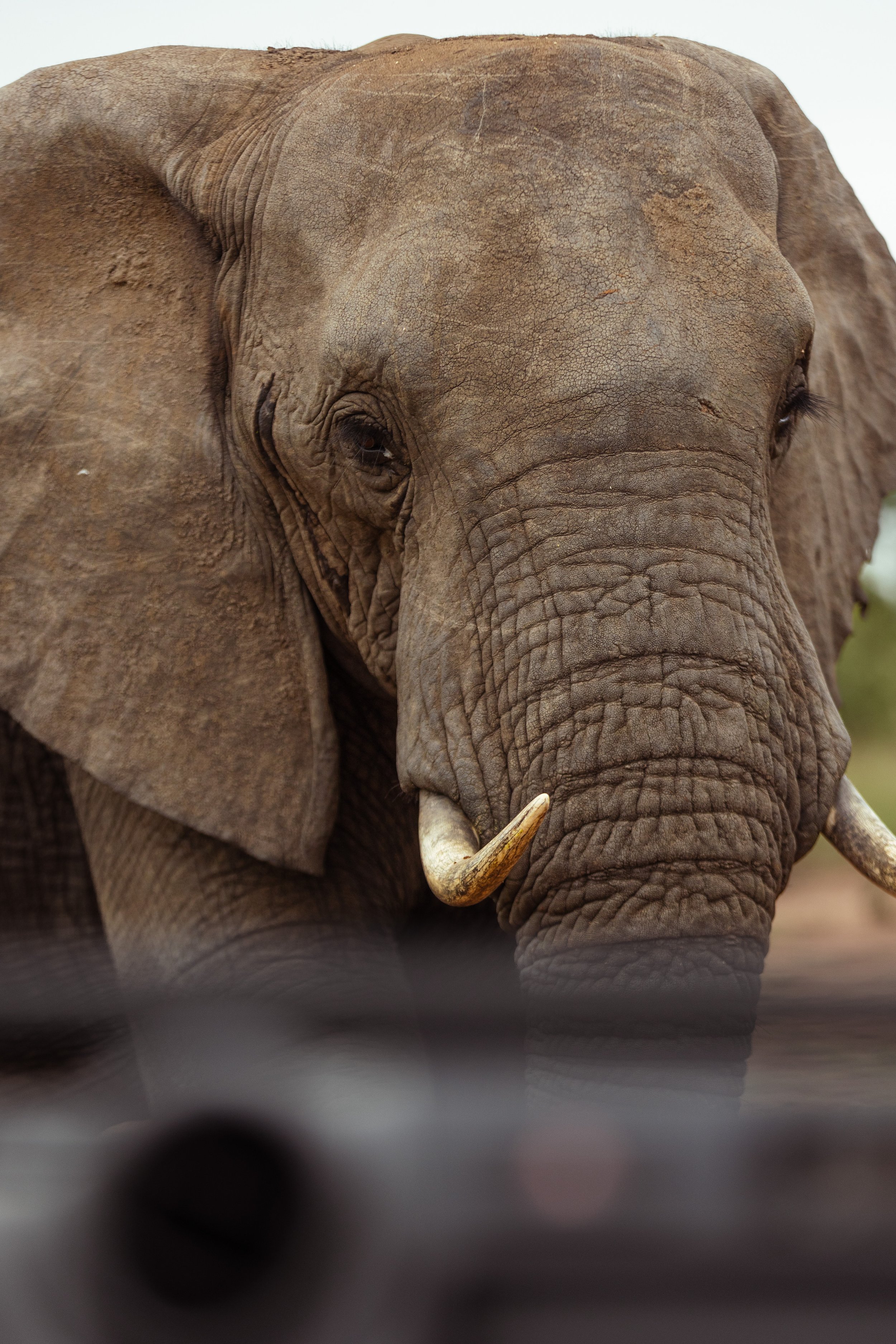 Tintswalo x Alie in Africa-17-5.jpg