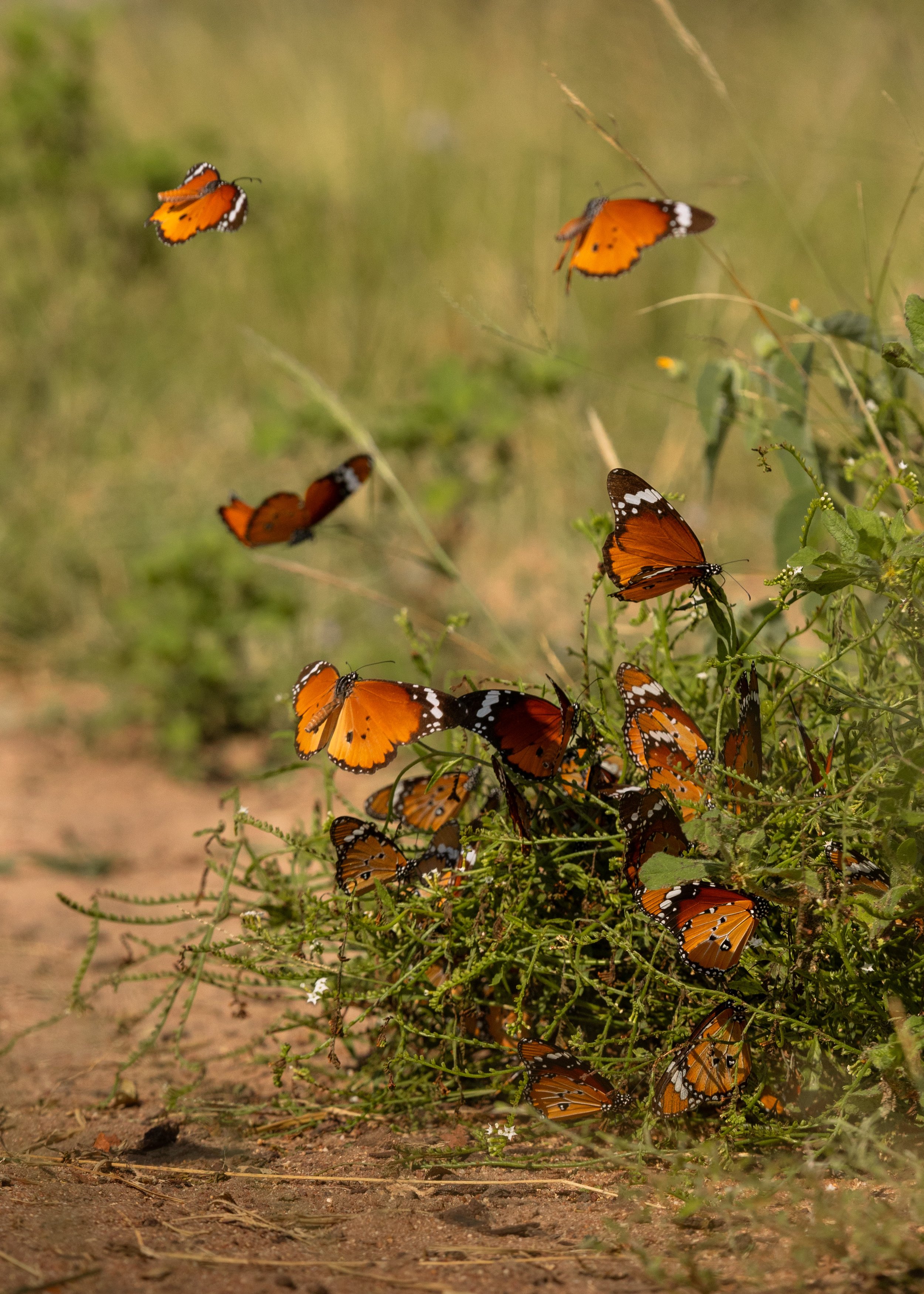 Tintswalo x Alie in Africa-7-4.jpg