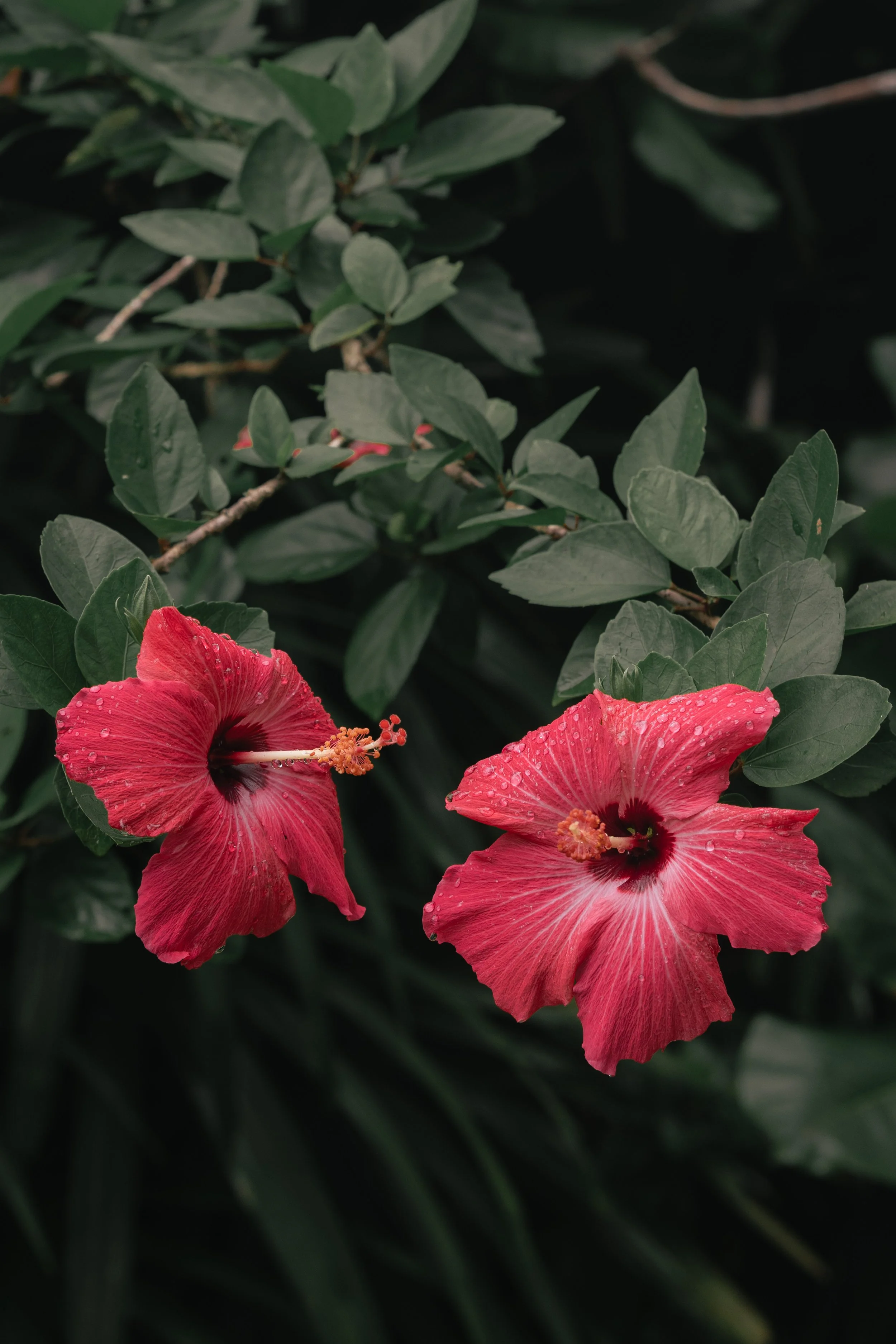 bosque edits-45-2.jpg