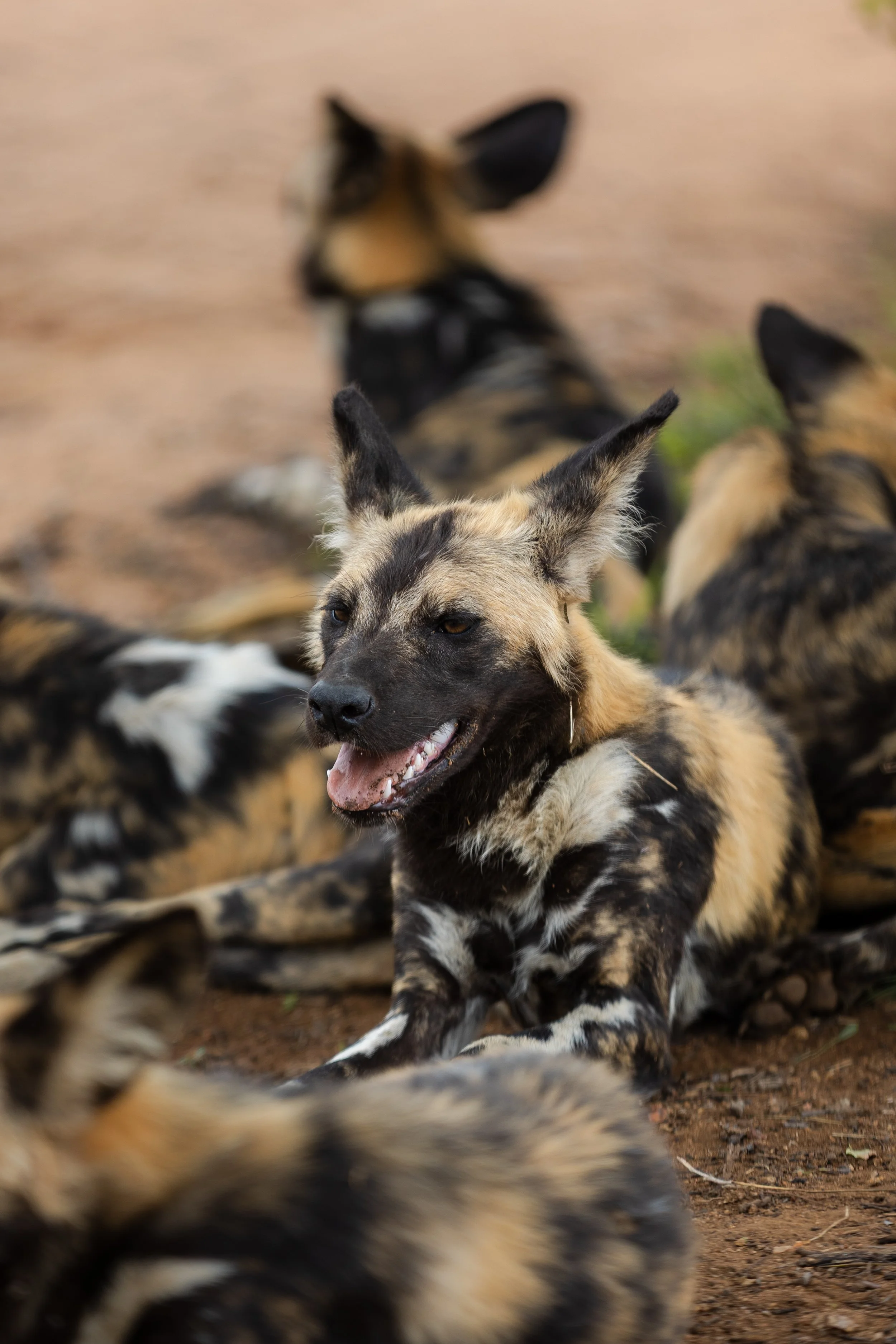 thornybush x alie in africa-42.jpg