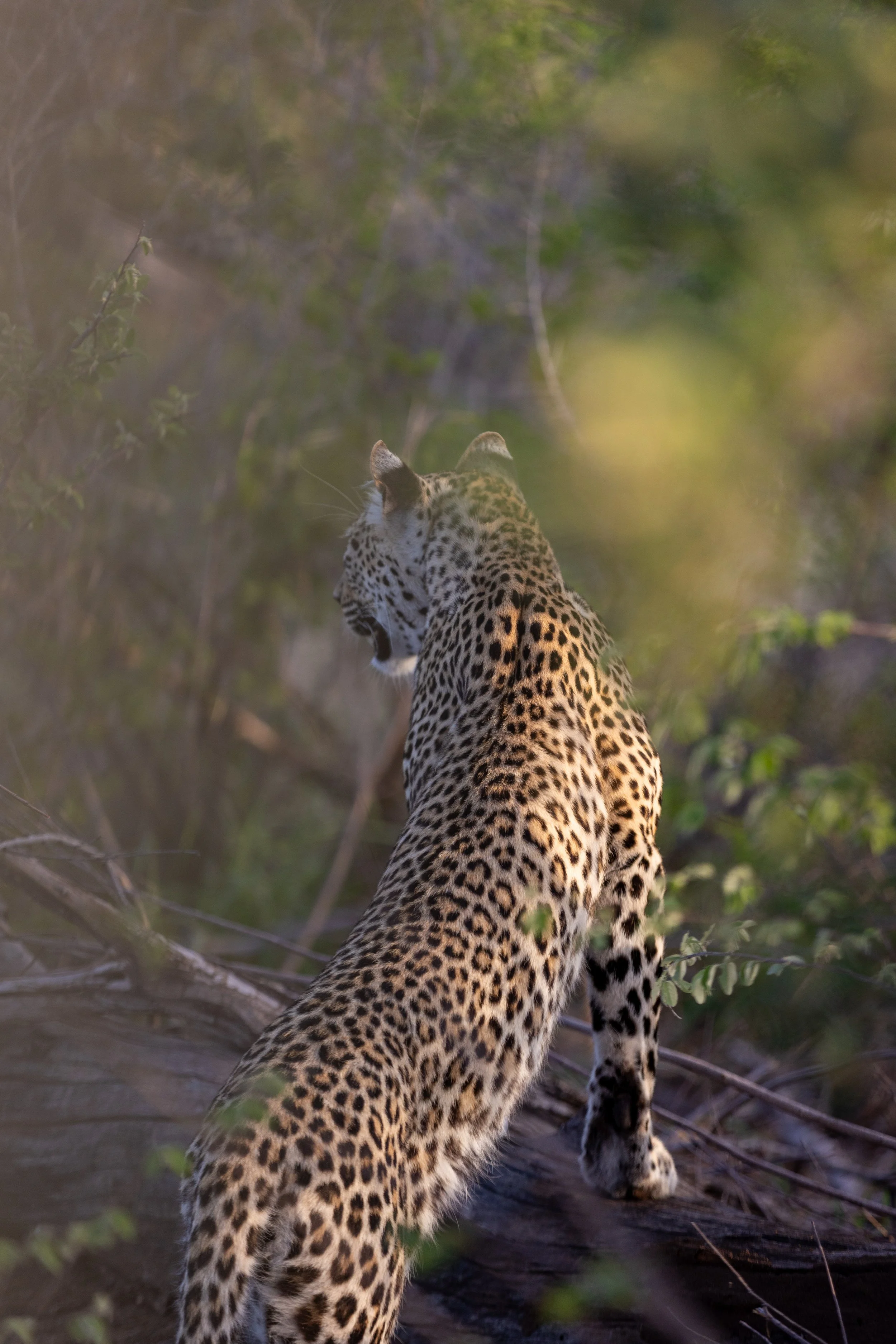 tanda tula x alie in africa-17.jpg