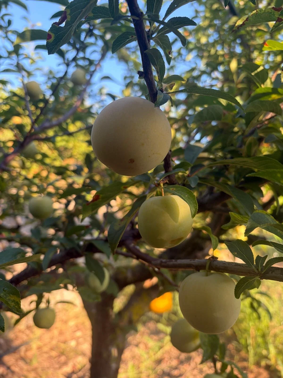 What Is Agrotourism, and Why Is It the Future of Travel?