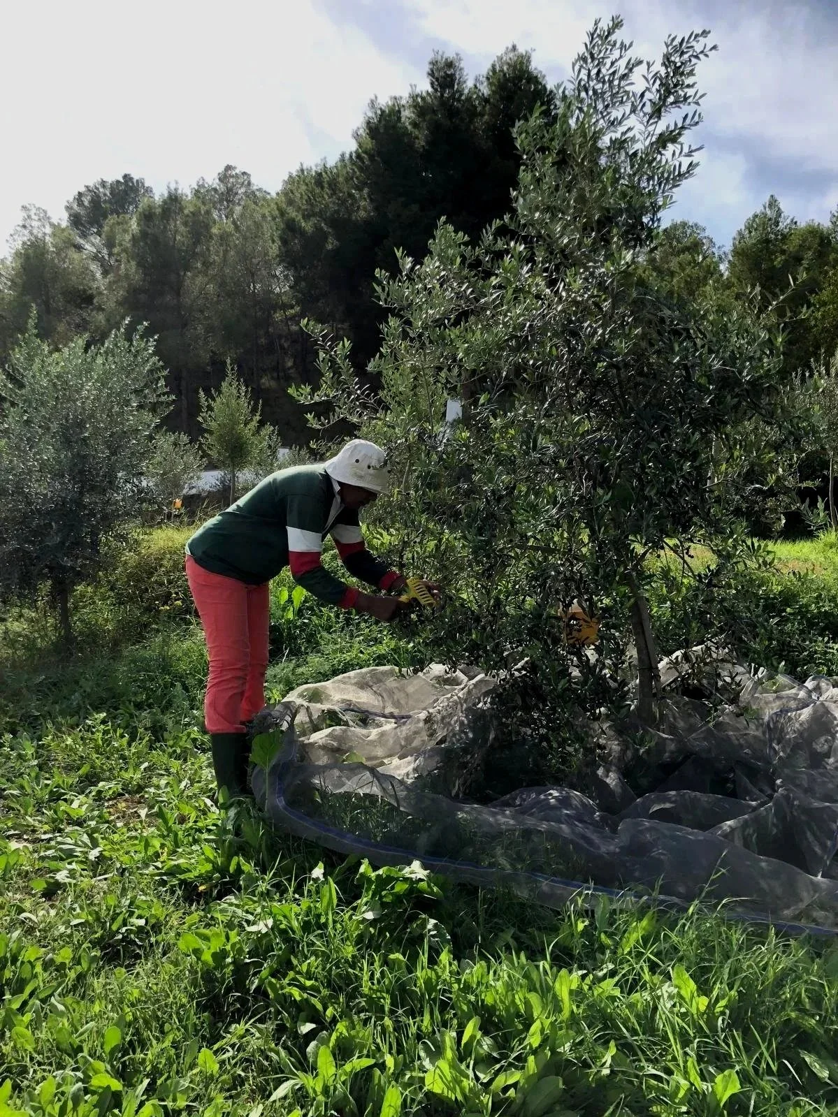 Olive Picking Experience