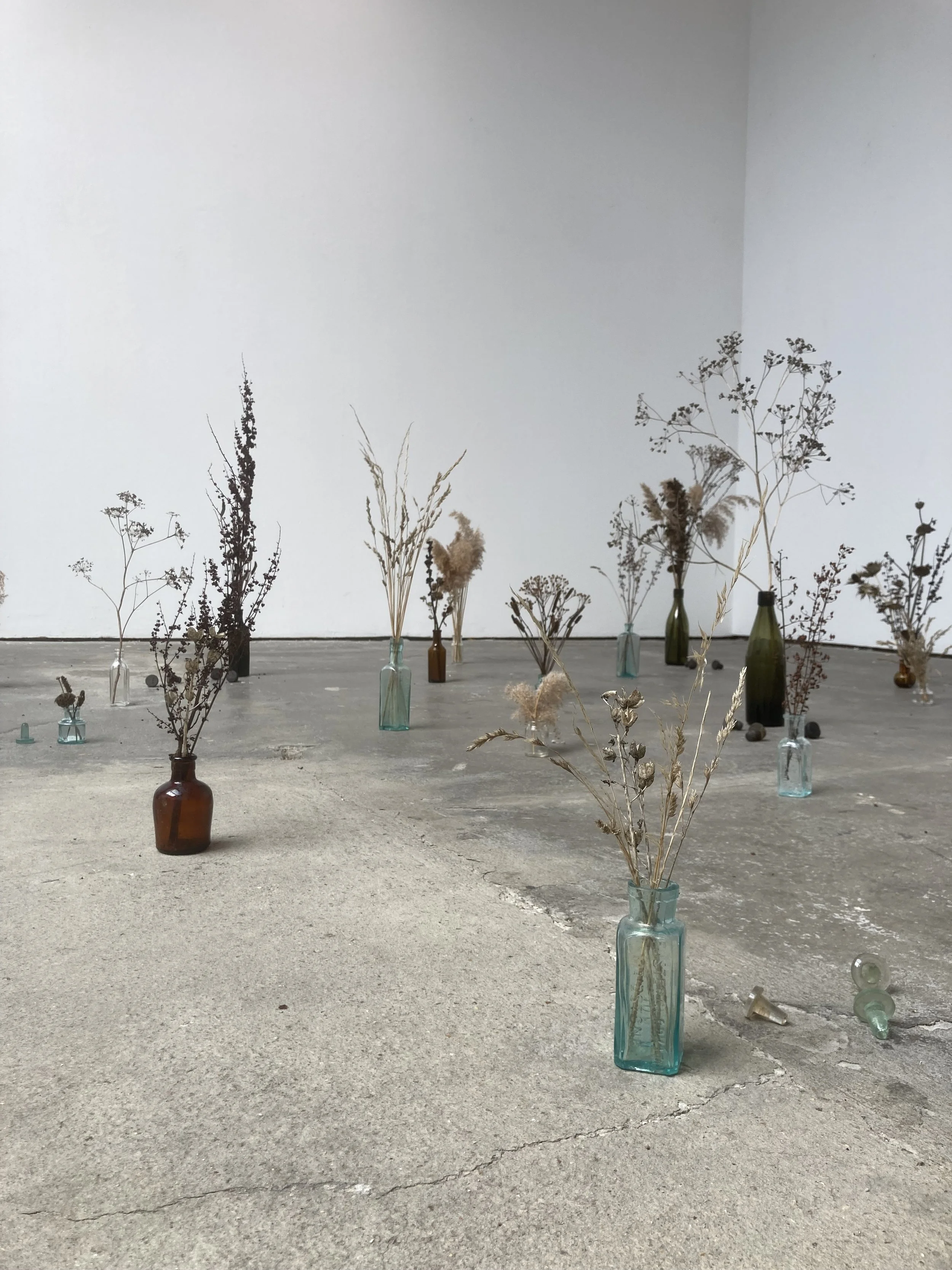 An art installation of various dried plants arranged in glass bottles of different colors and sizes on a concrete floor against a plain white wall.