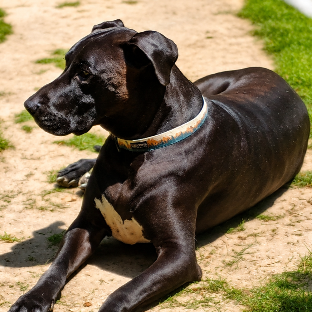 Rosco.png