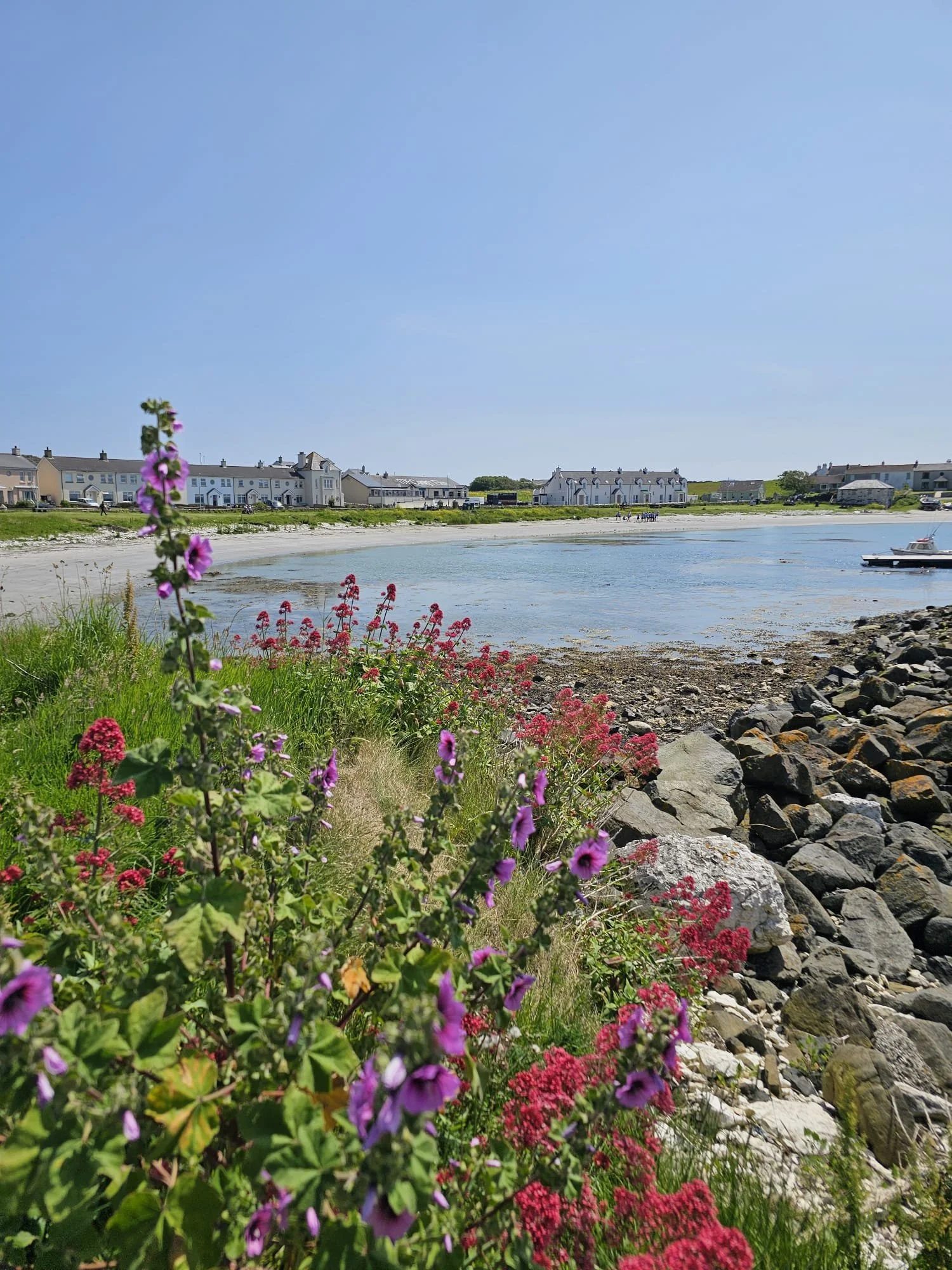 Harbour flowers.jpeg