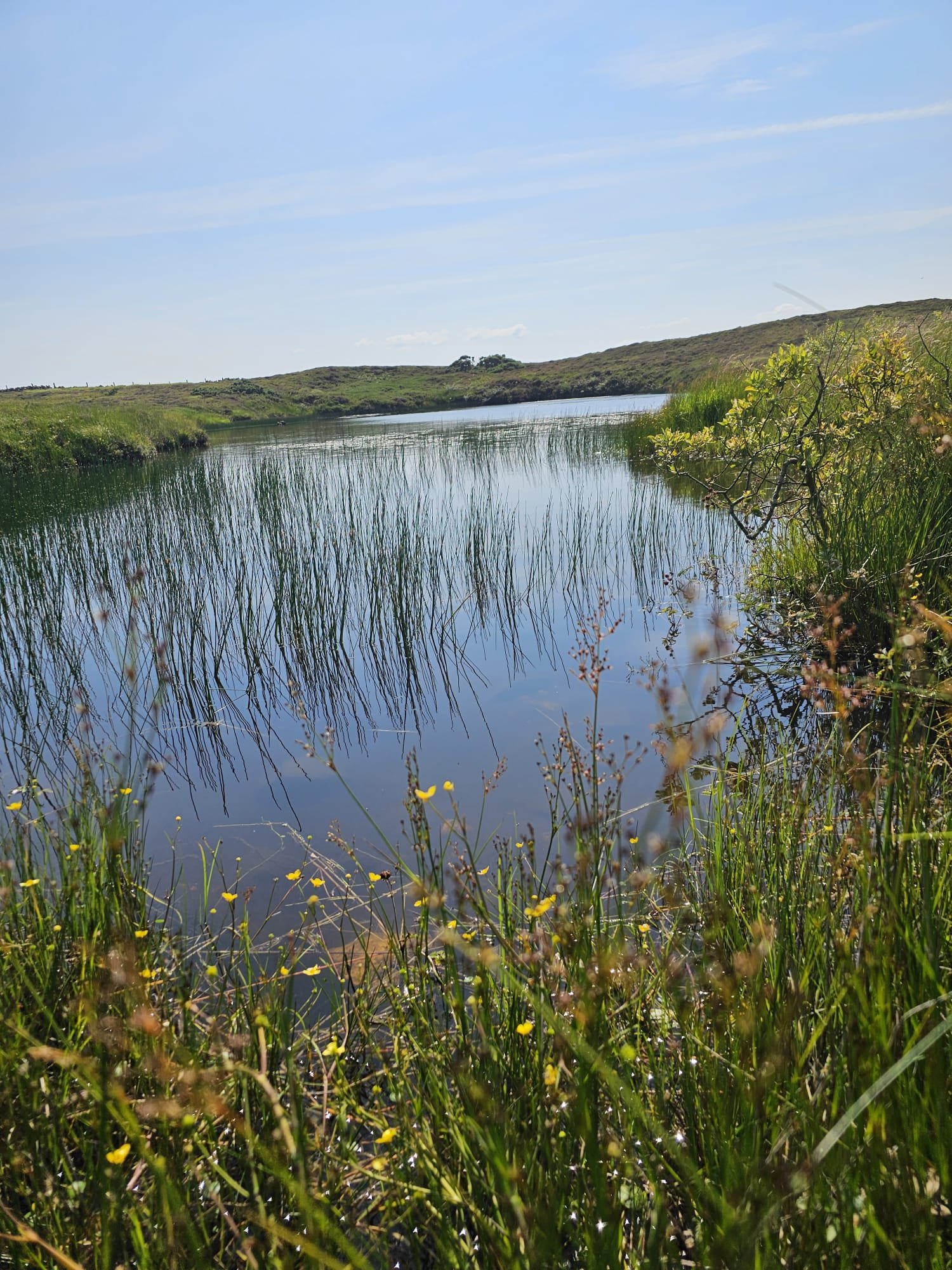 pond east.jpeg
