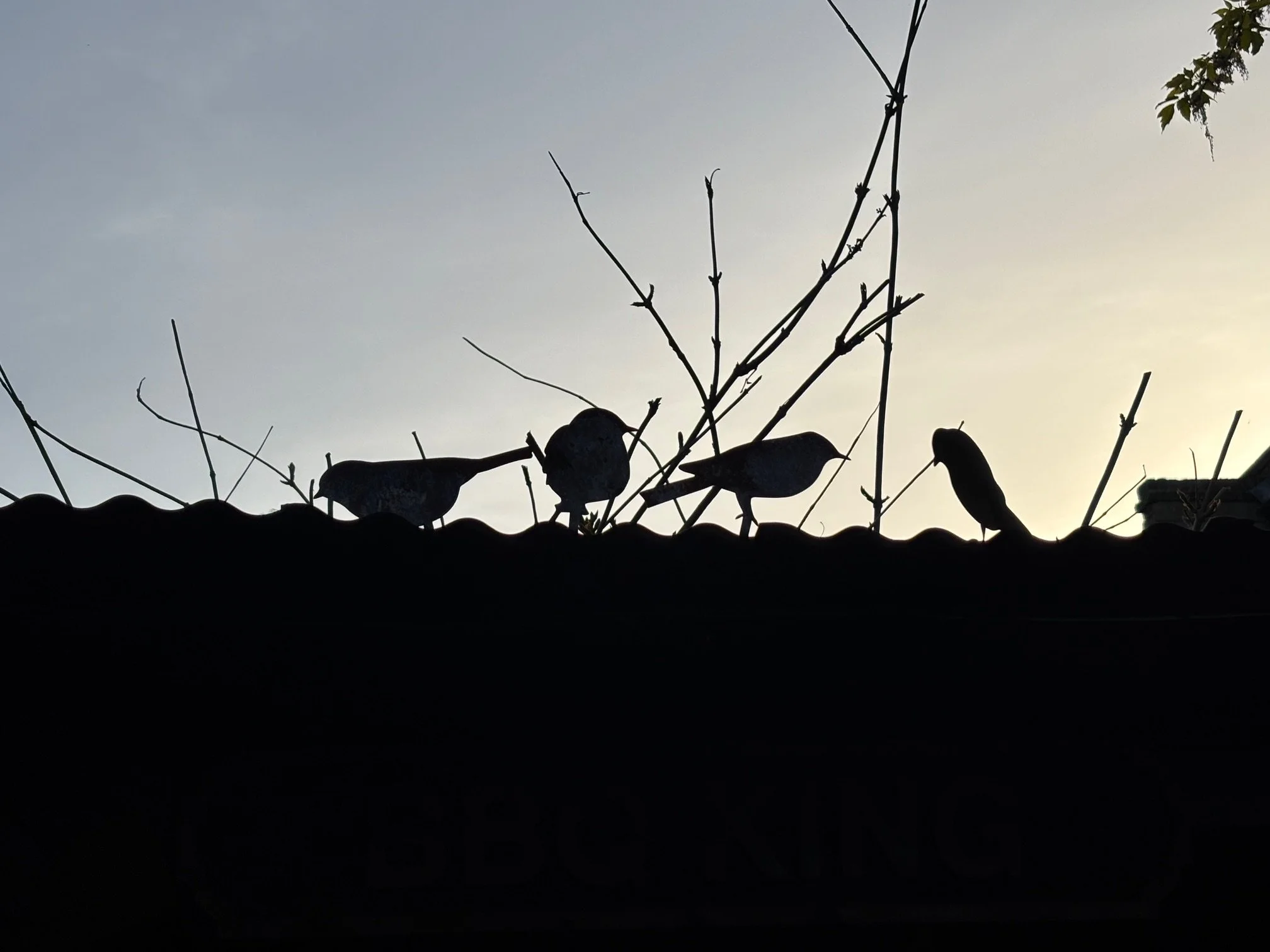 IMG_4700.jpeg
